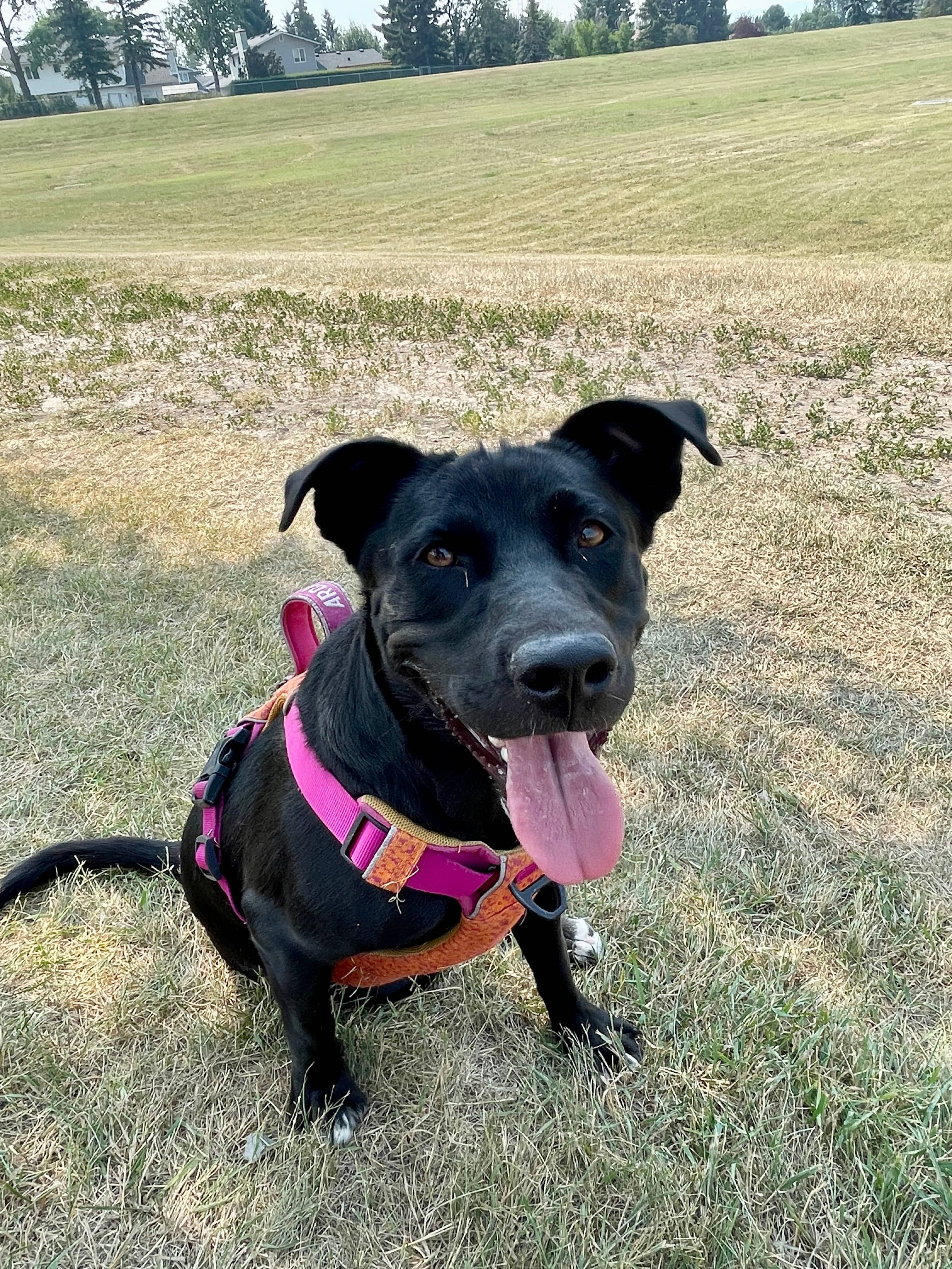 Paloma - Lab Mix available for adoption