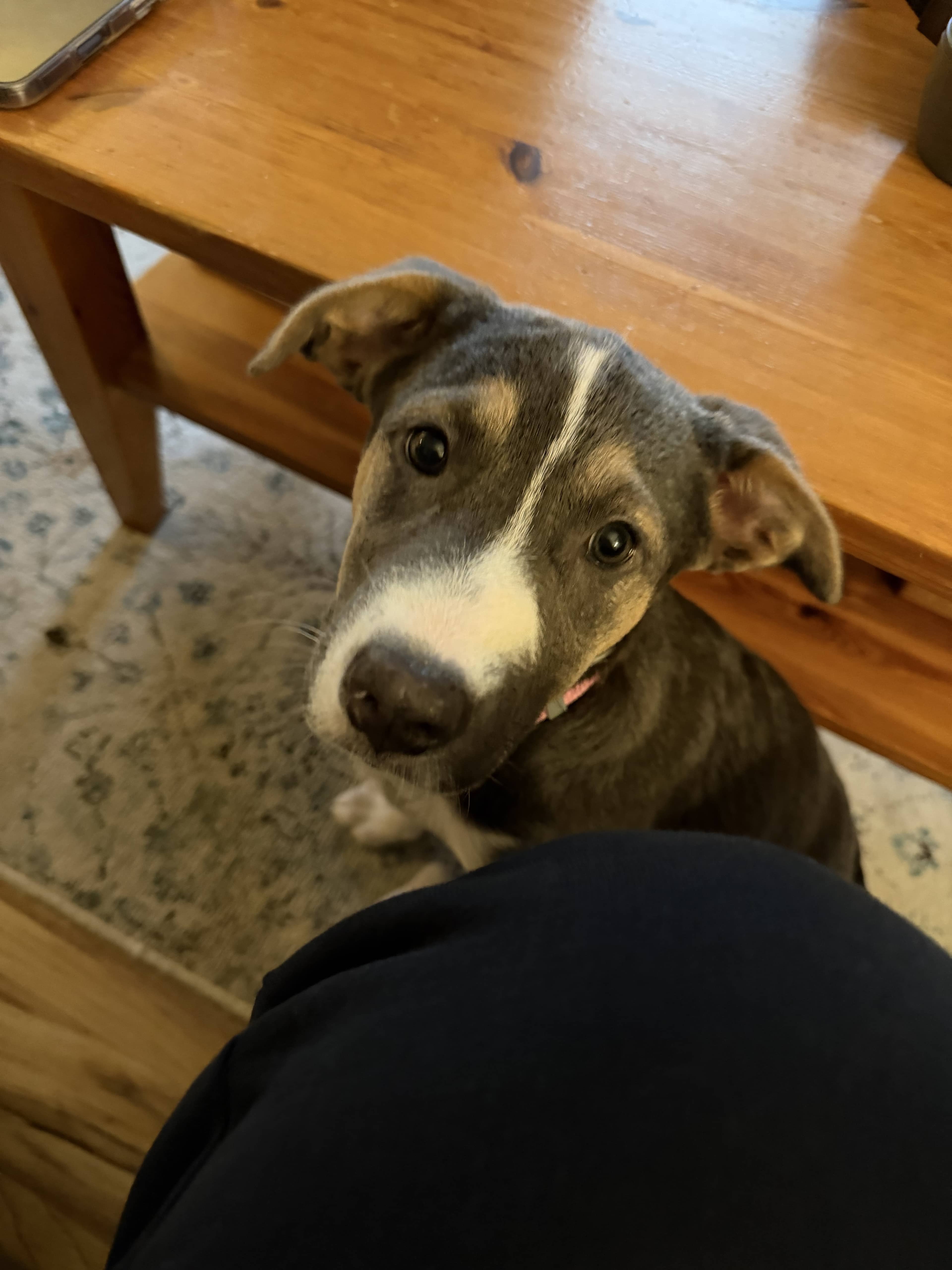 DC - Shepherd/Bully Mix available for adoption