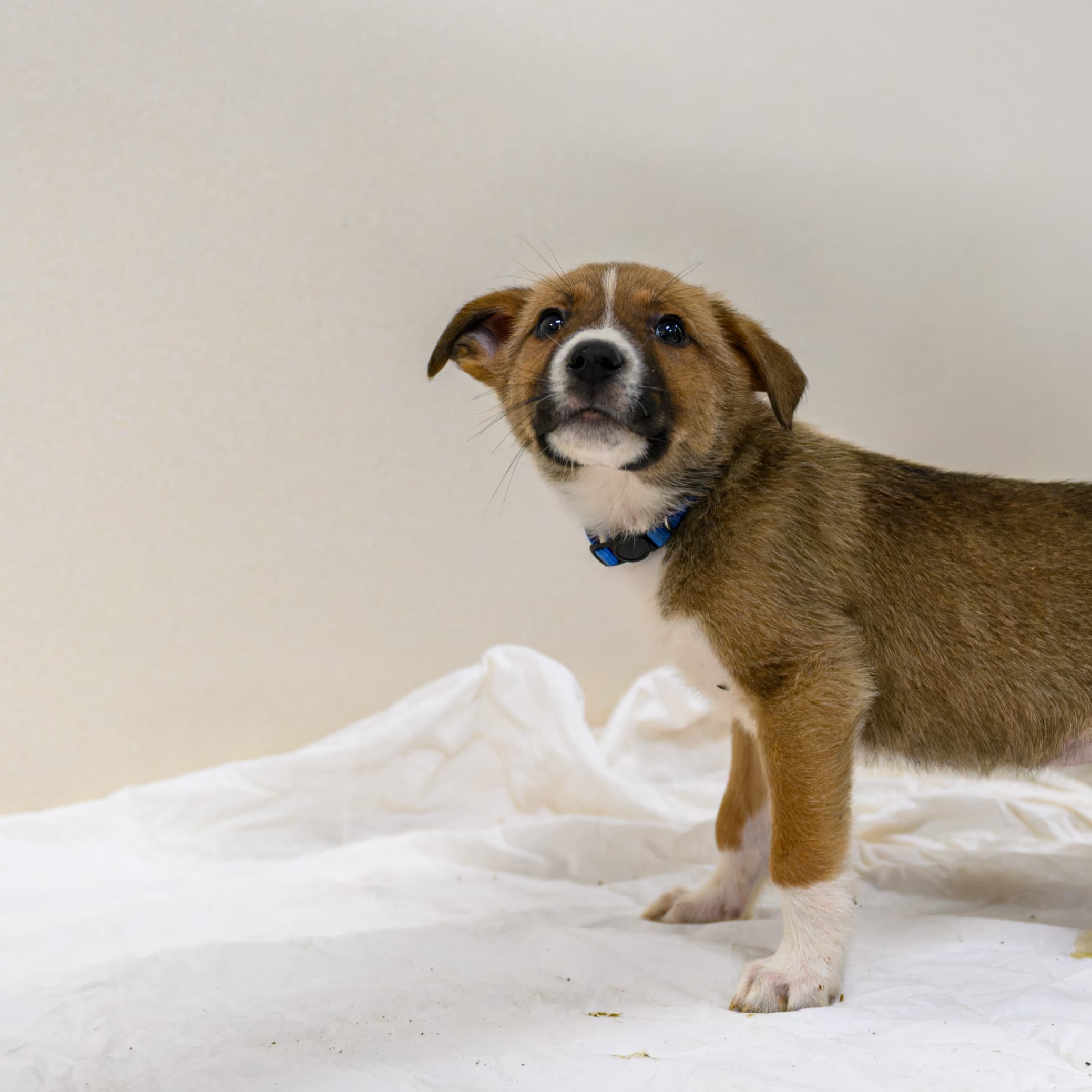 Big Mamba - Shepherd/Bully Mix available for adoption in Alberta