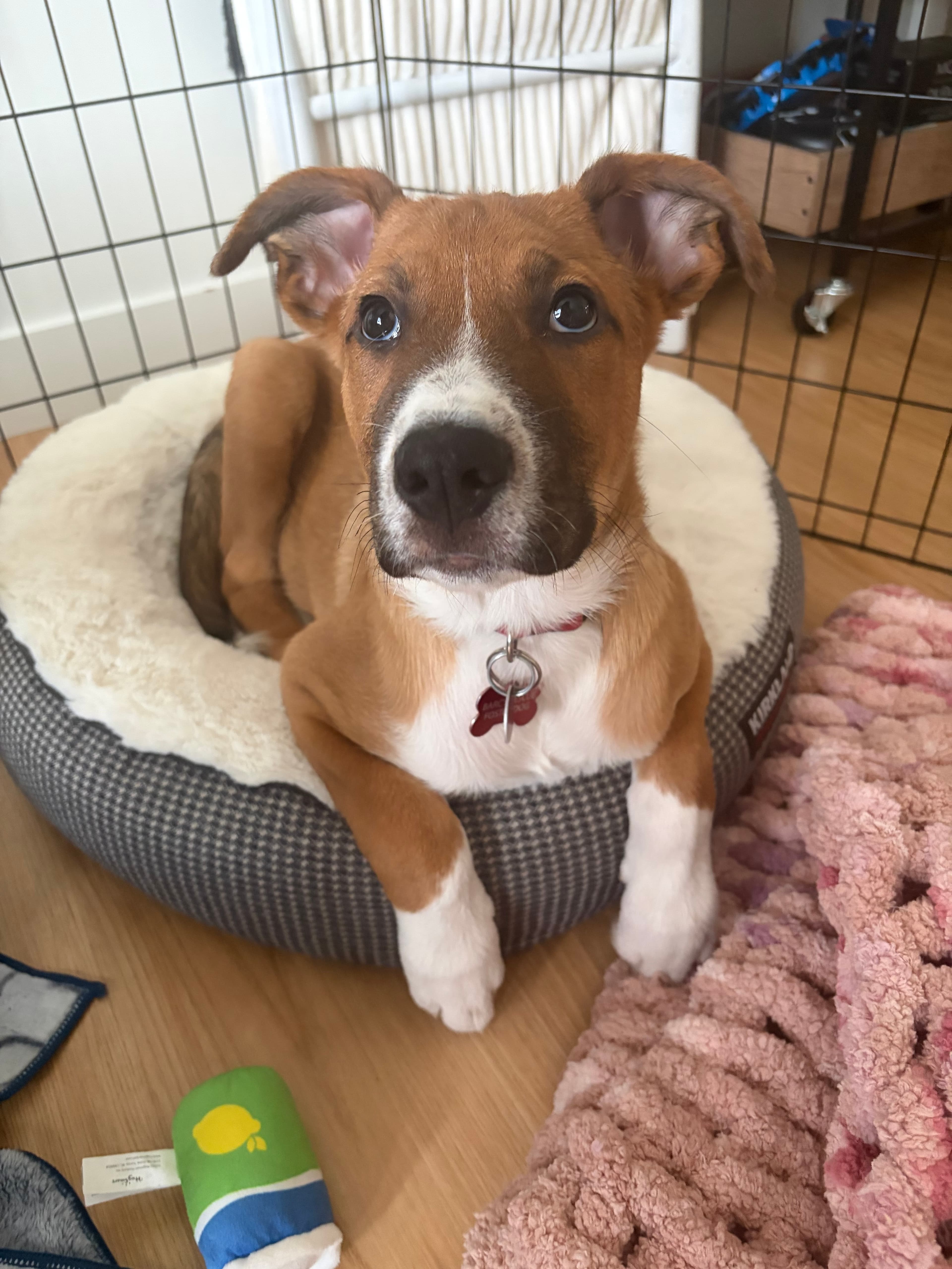 Big Mamba - Shepherd/Bully Mix available for adoption