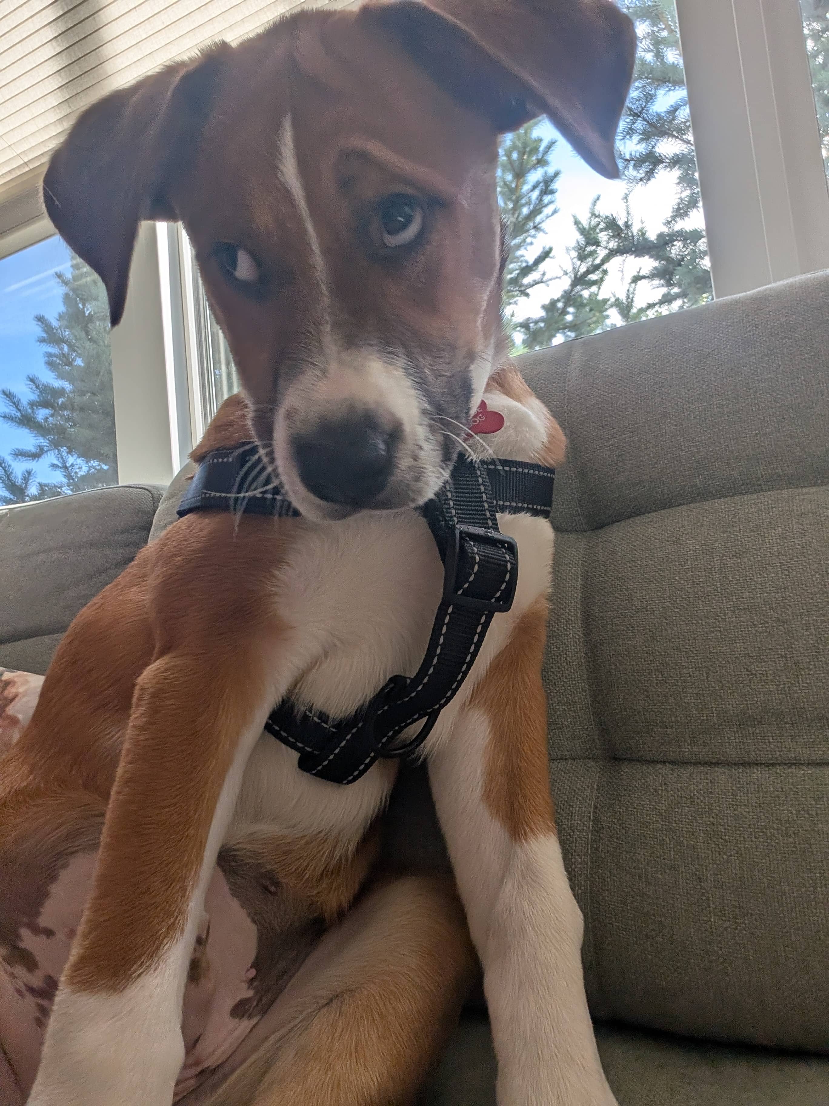 Mozart - Shepherd/Bully Mix available for adoption
