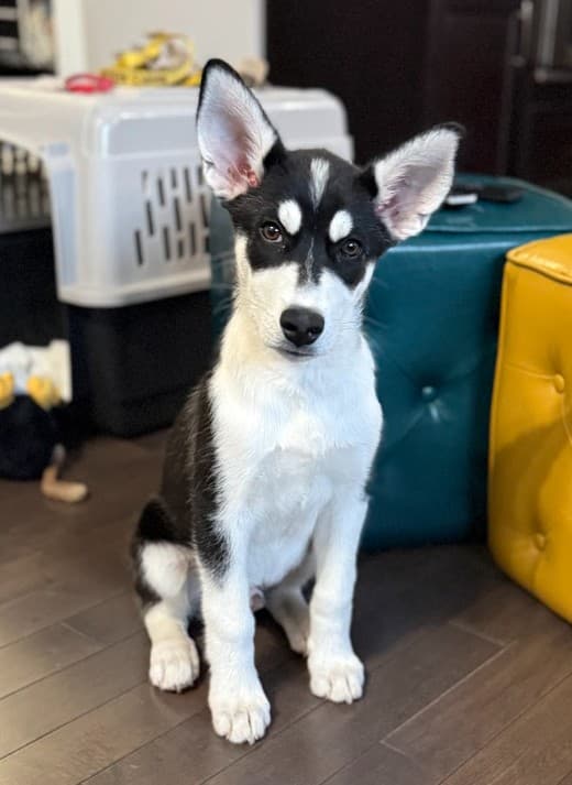 Yote - Husky Mix available for adoption