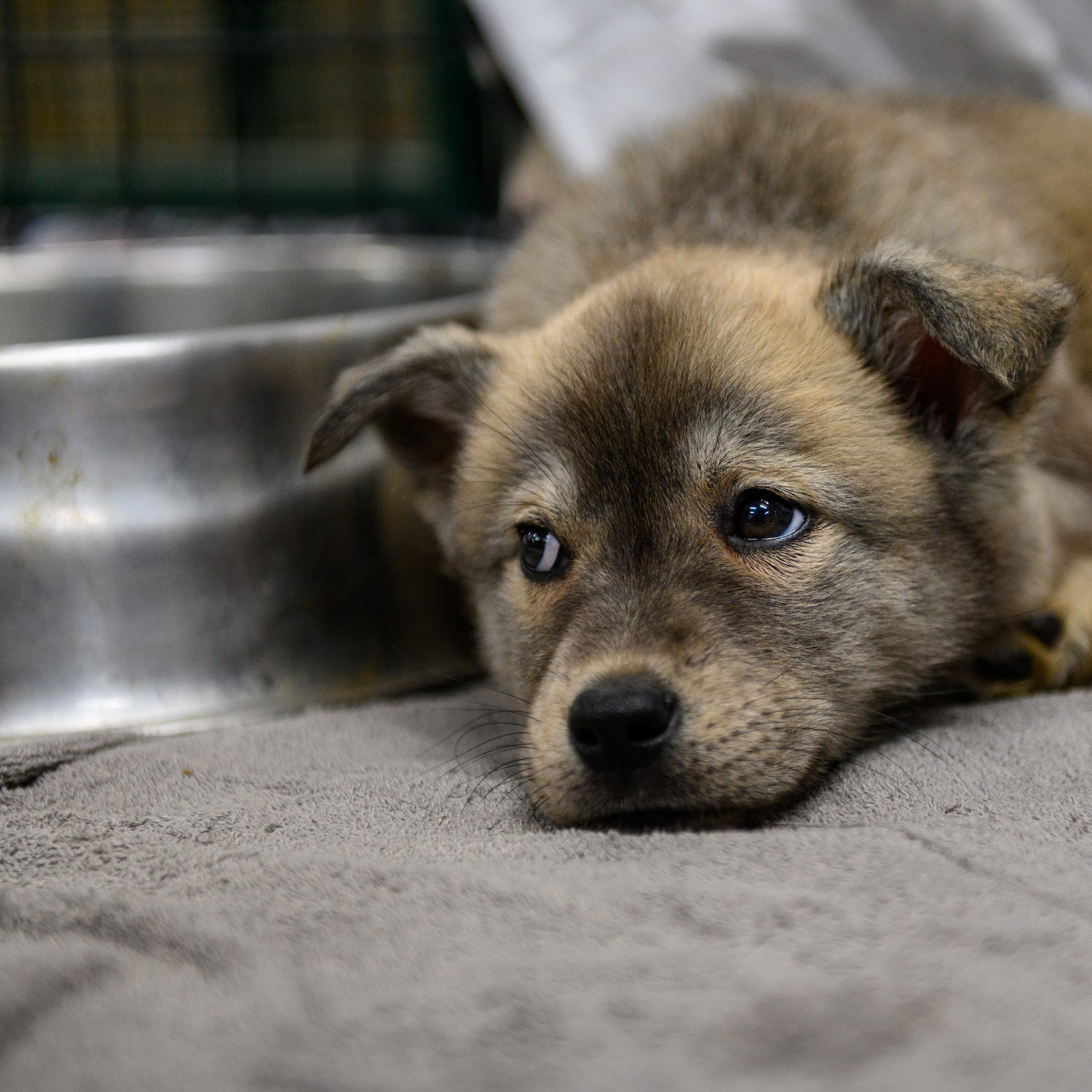 Brush Wolf - Husky Mix available for adoption in Calgary