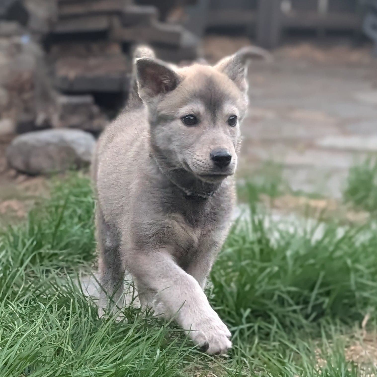 Brush Wolf - Husky Mix available for adoption in Alberta