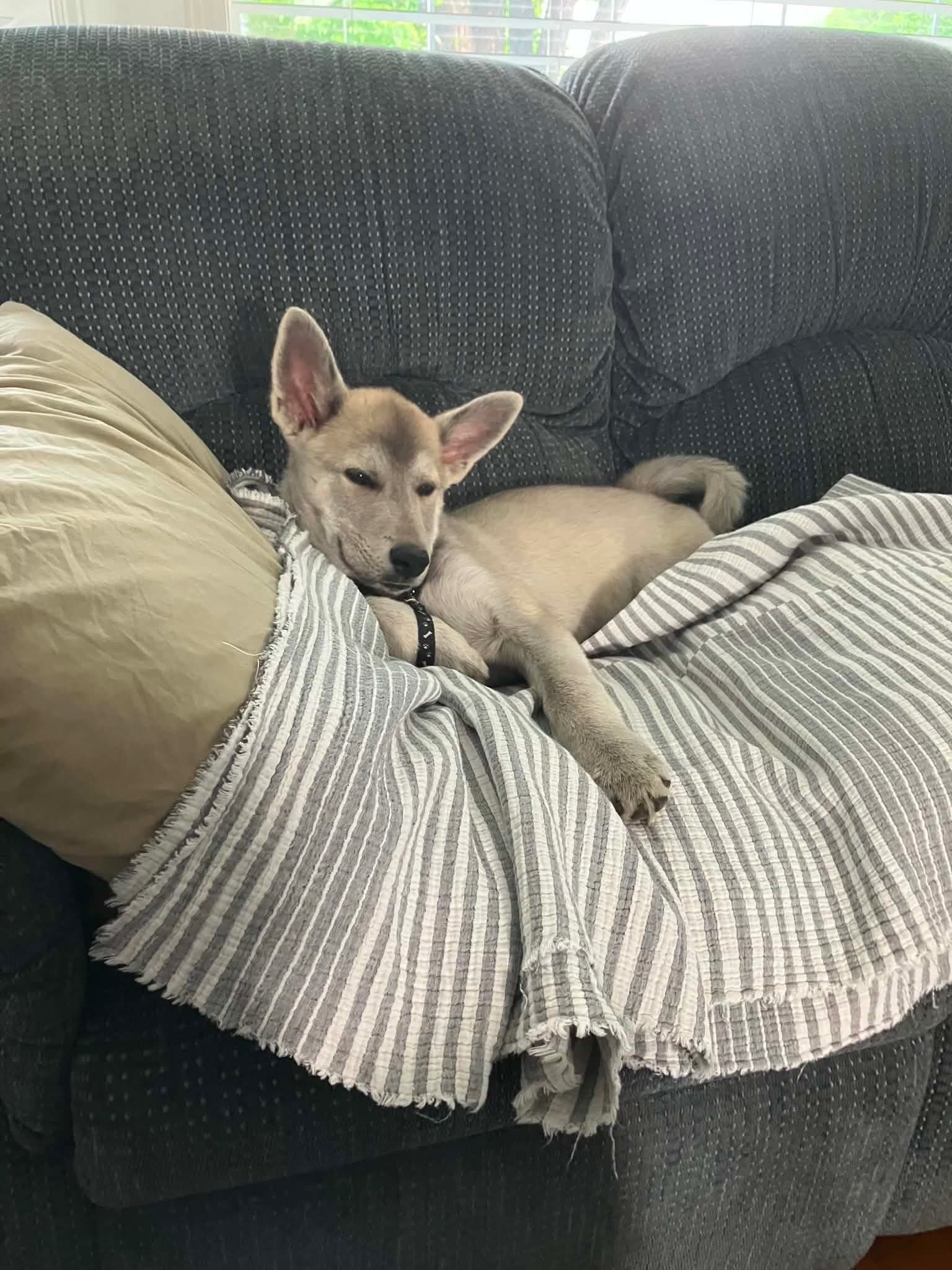 Brush Wolf - Husky Mix available for adoption