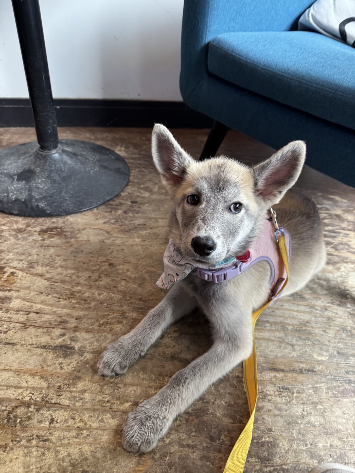 Trickster - Husky Mix available for adoption