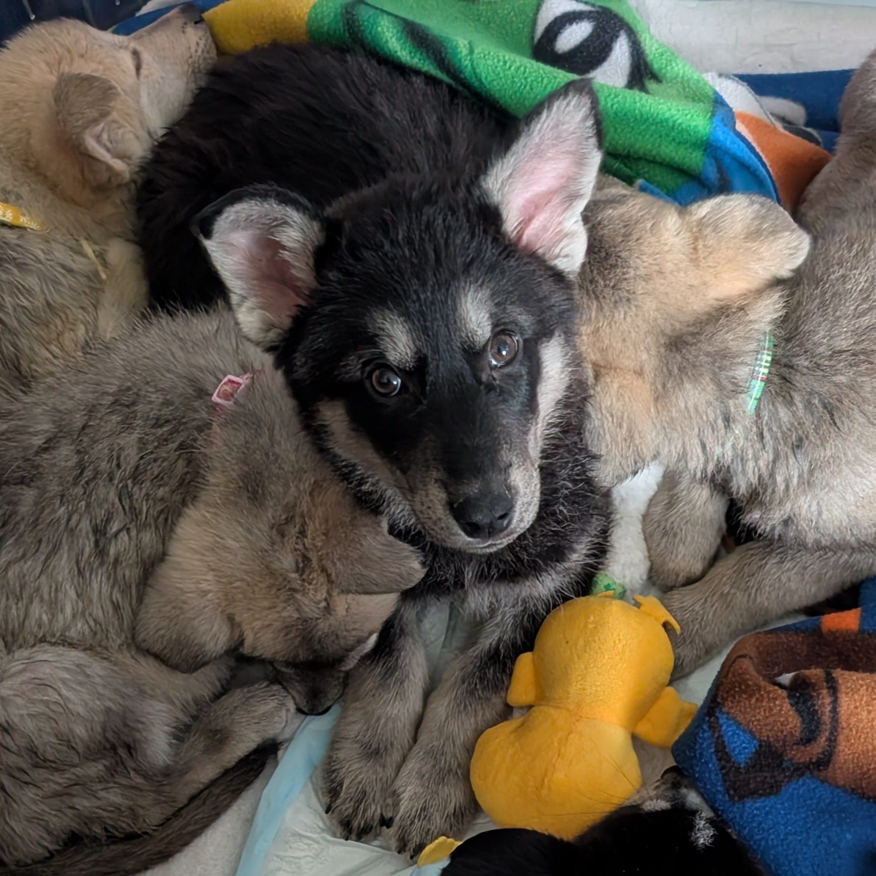 American Jackal - Husky Mix available for adoption in Alberta