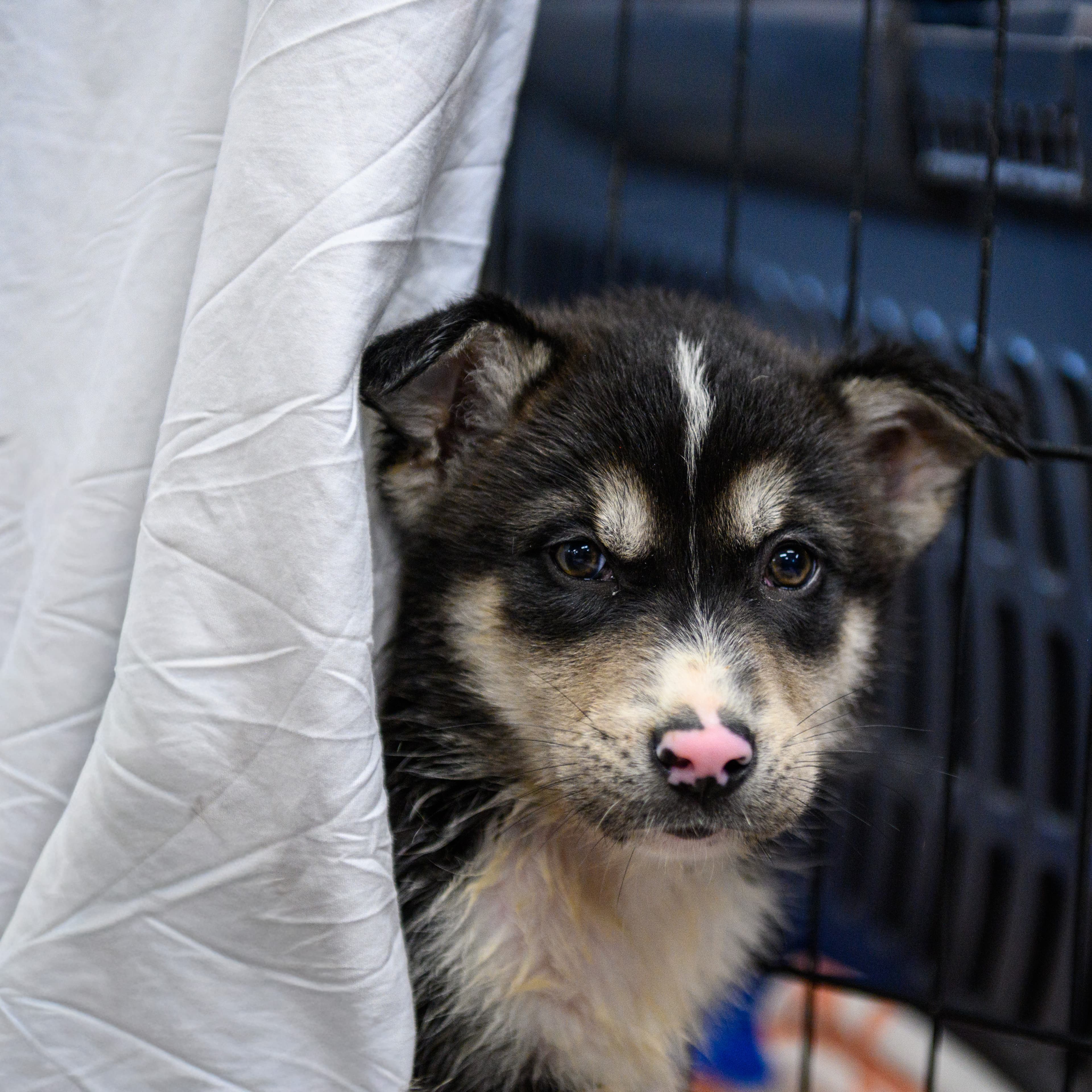 Coydog - Husky Mix available for adoption in Calgary