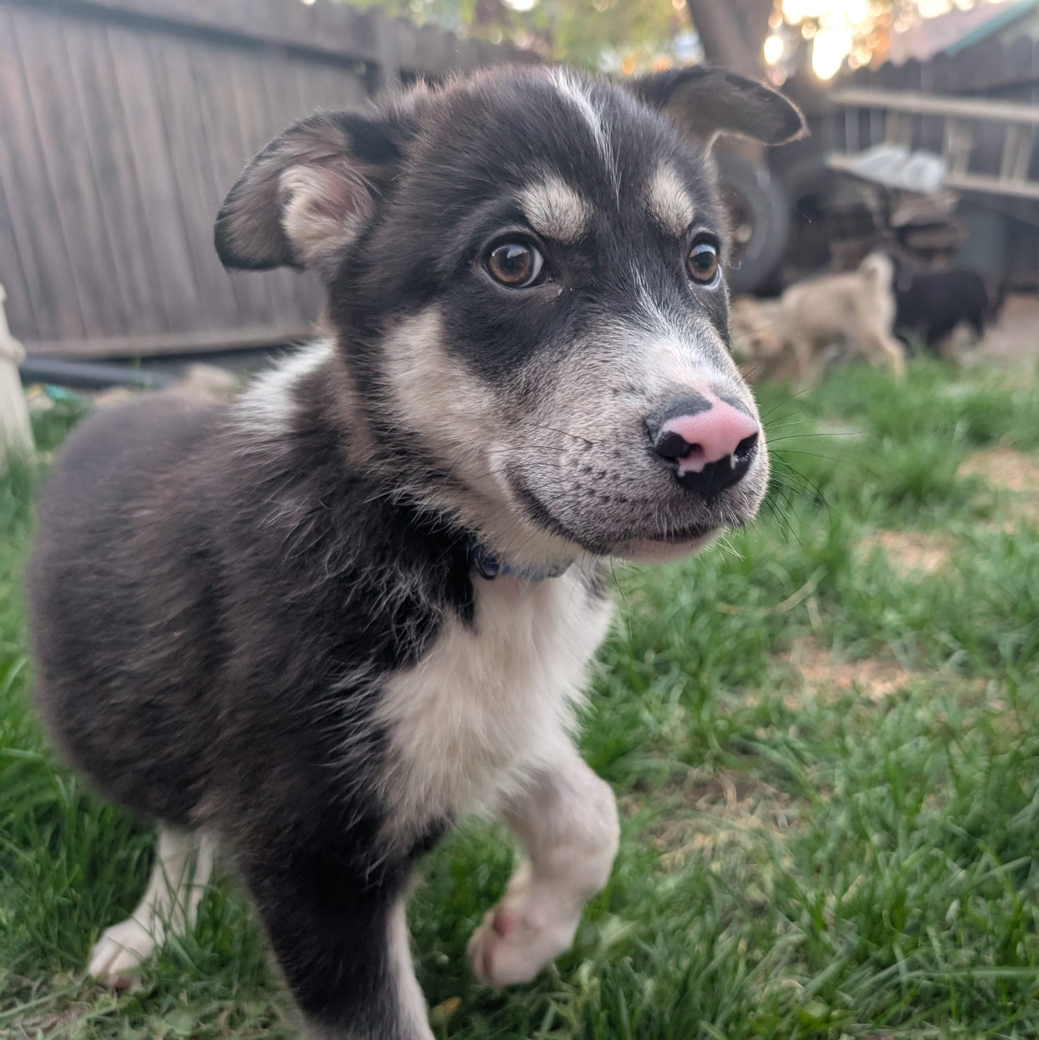 Coydog - Husky Mix available for adoption in Alberta
