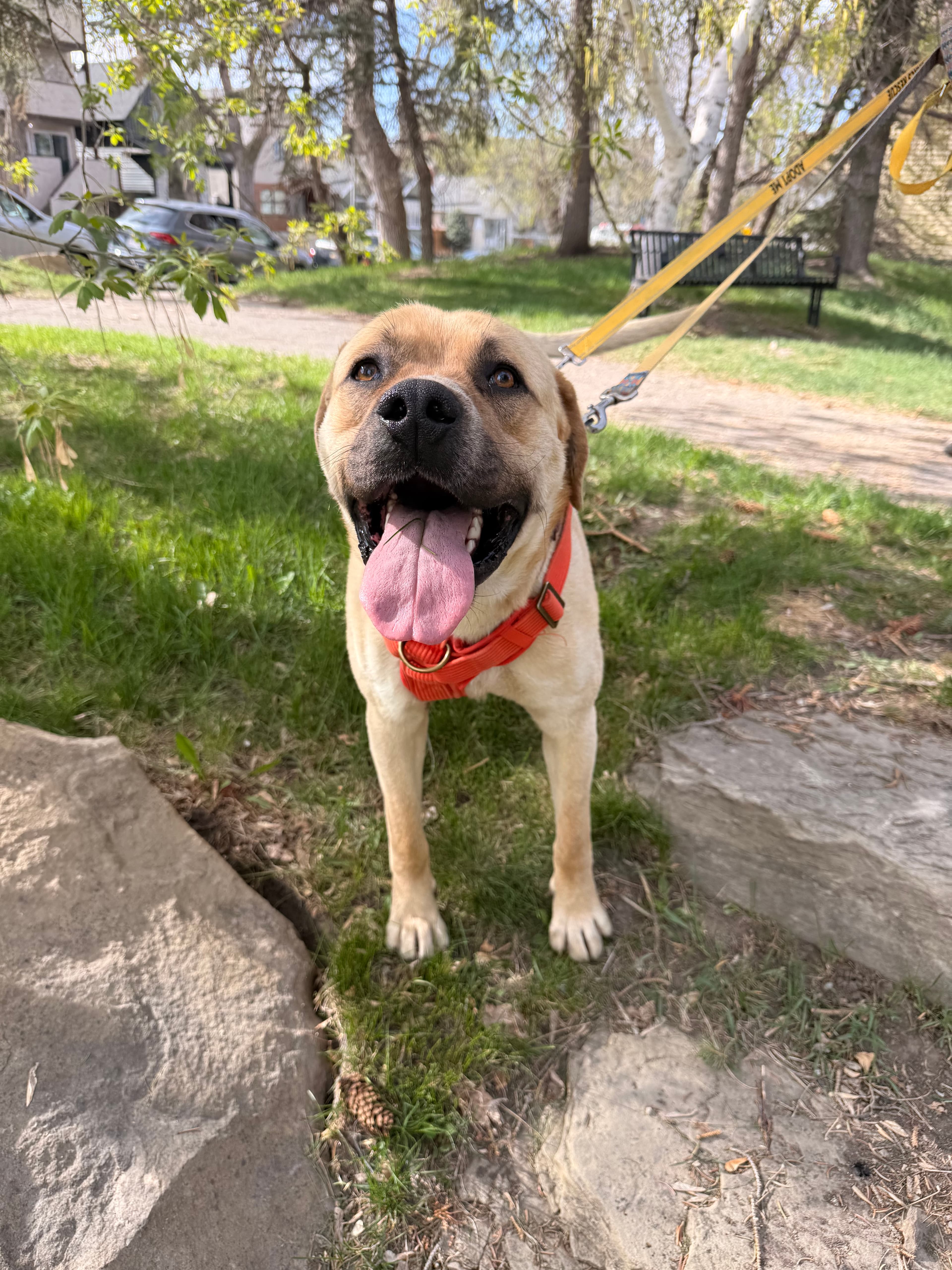 Butter - Mastiff available for adoption in Calgary