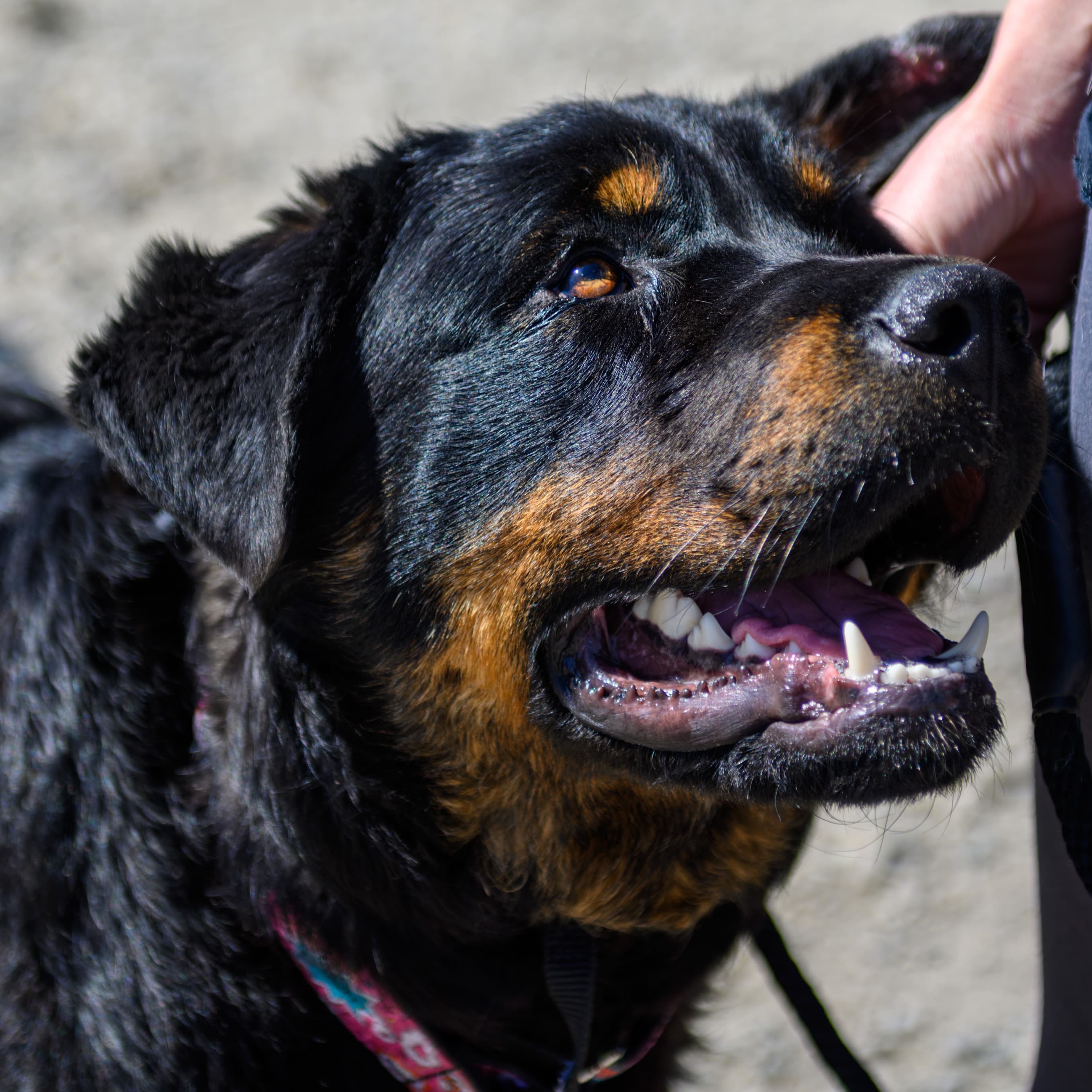 Bert (Bear) - Rottweiler Mix available for adoption in Calgary
