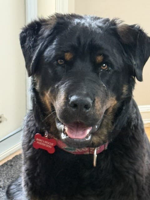 Bert (Bear) - Rottweiler Mix available for adoption in Alberta