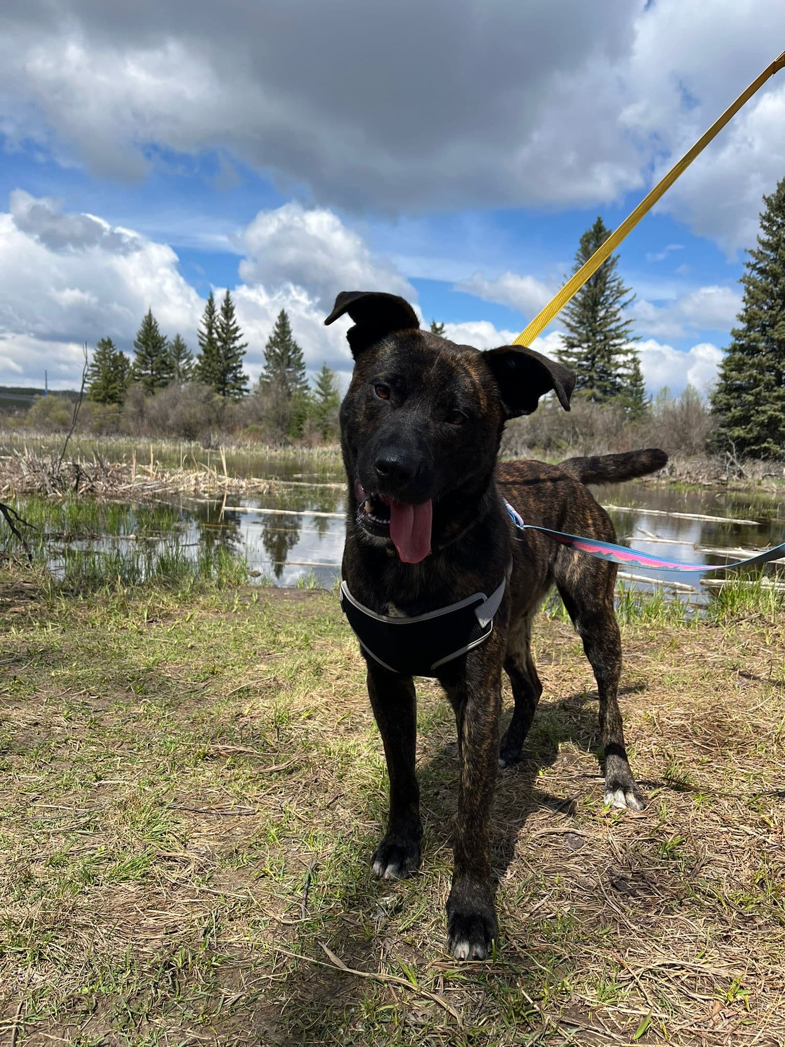 Dasher - Shepherd/Pitbull Terrier Mix available for adoption in Calgary