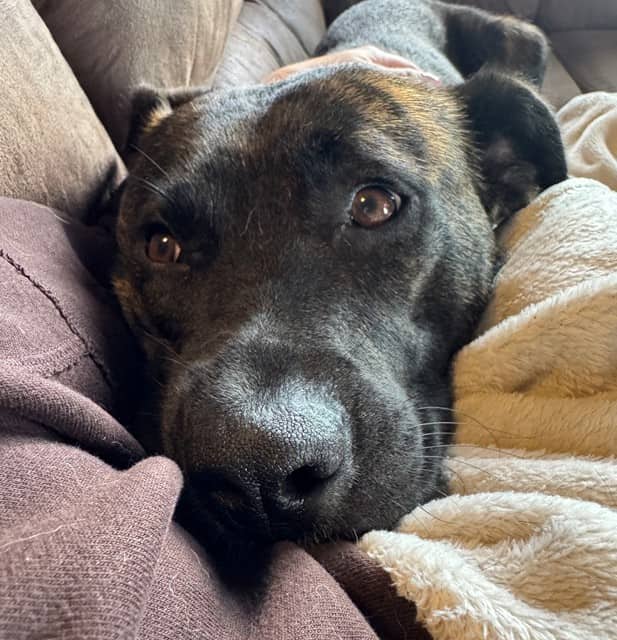 Dasher - Shepherd/Pitbull Terrier Mix available for adoption