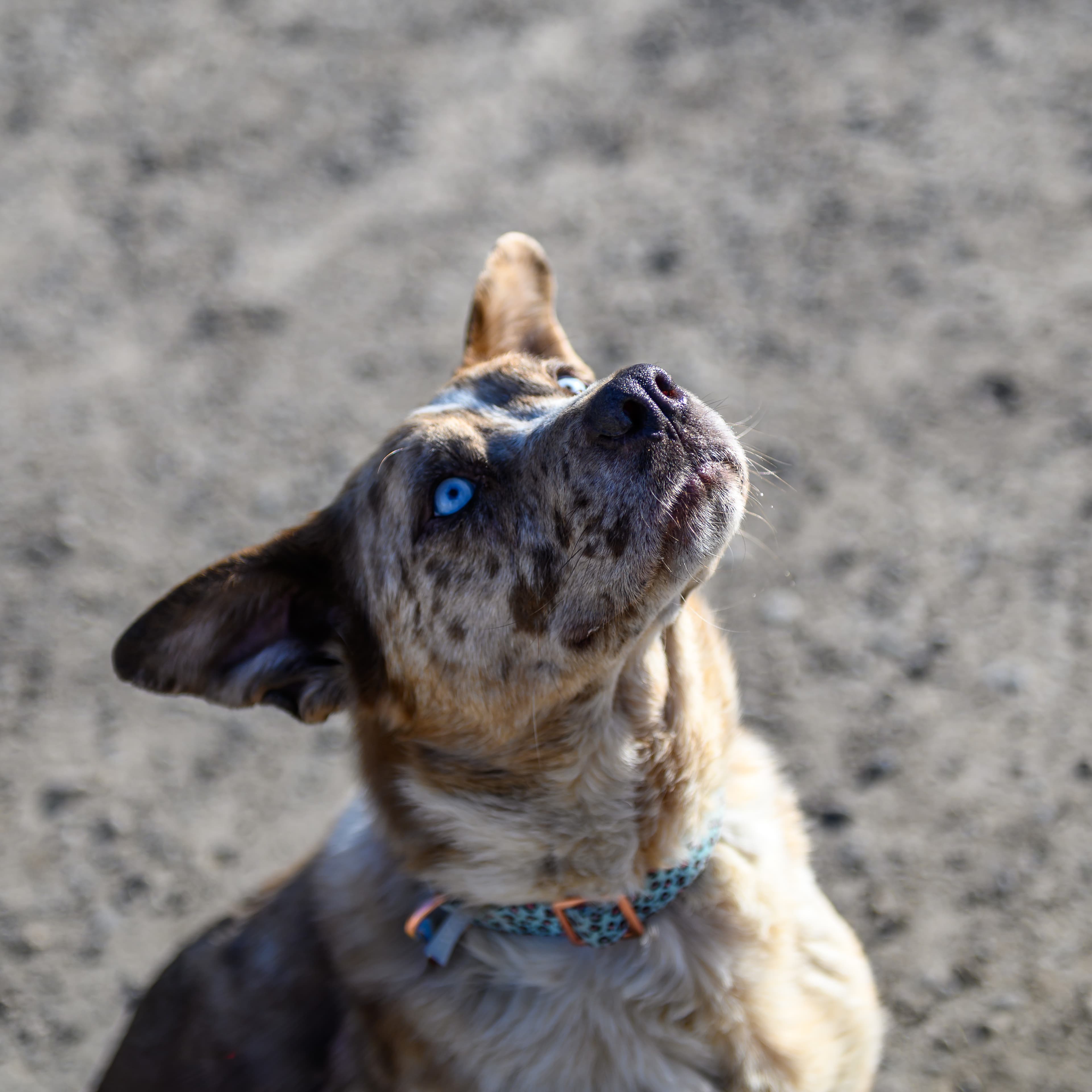 Diamonds - Husky Mix available for adoption in Calgary