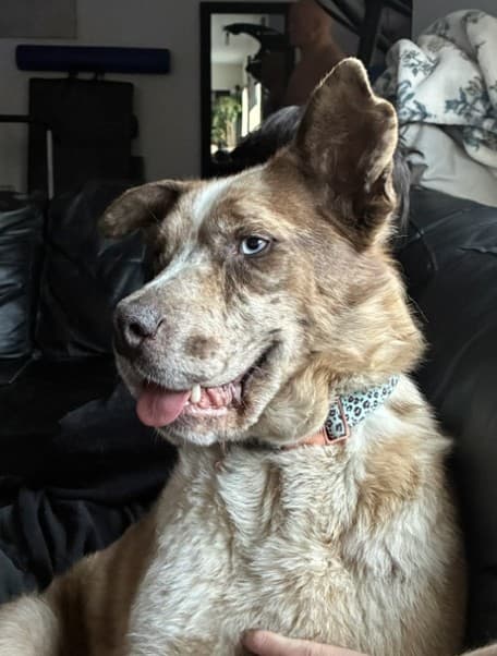 Diamonds - Husky Mix available for adoption in Calgary