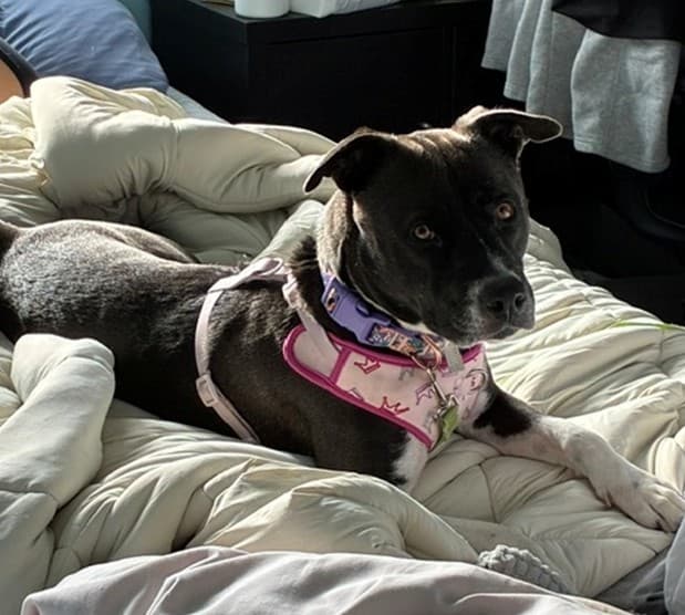 Caprese - Pit Bull Terrier Mix available for adoption