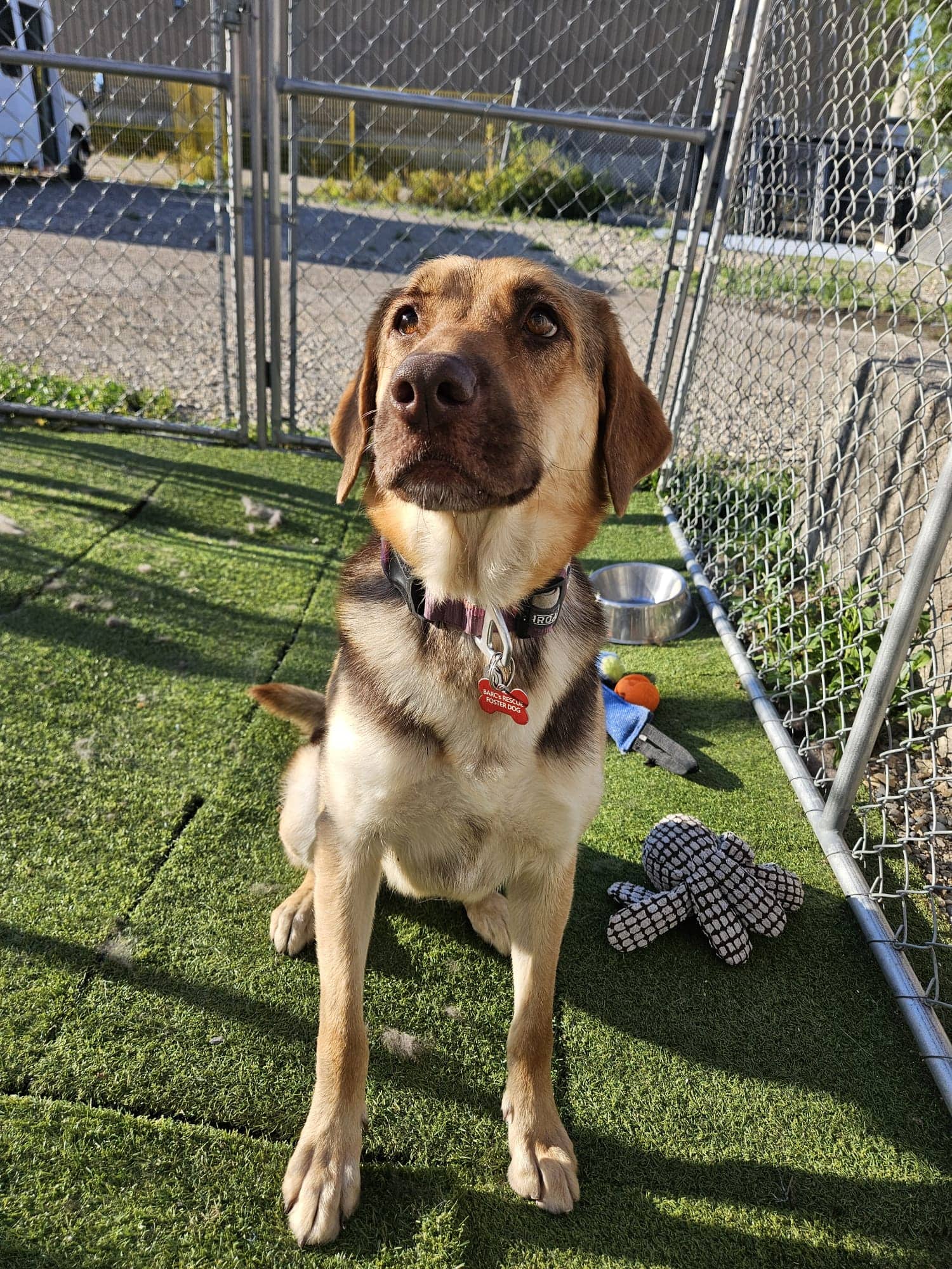 Ambrosia - German Shepherd Mix available for adoption