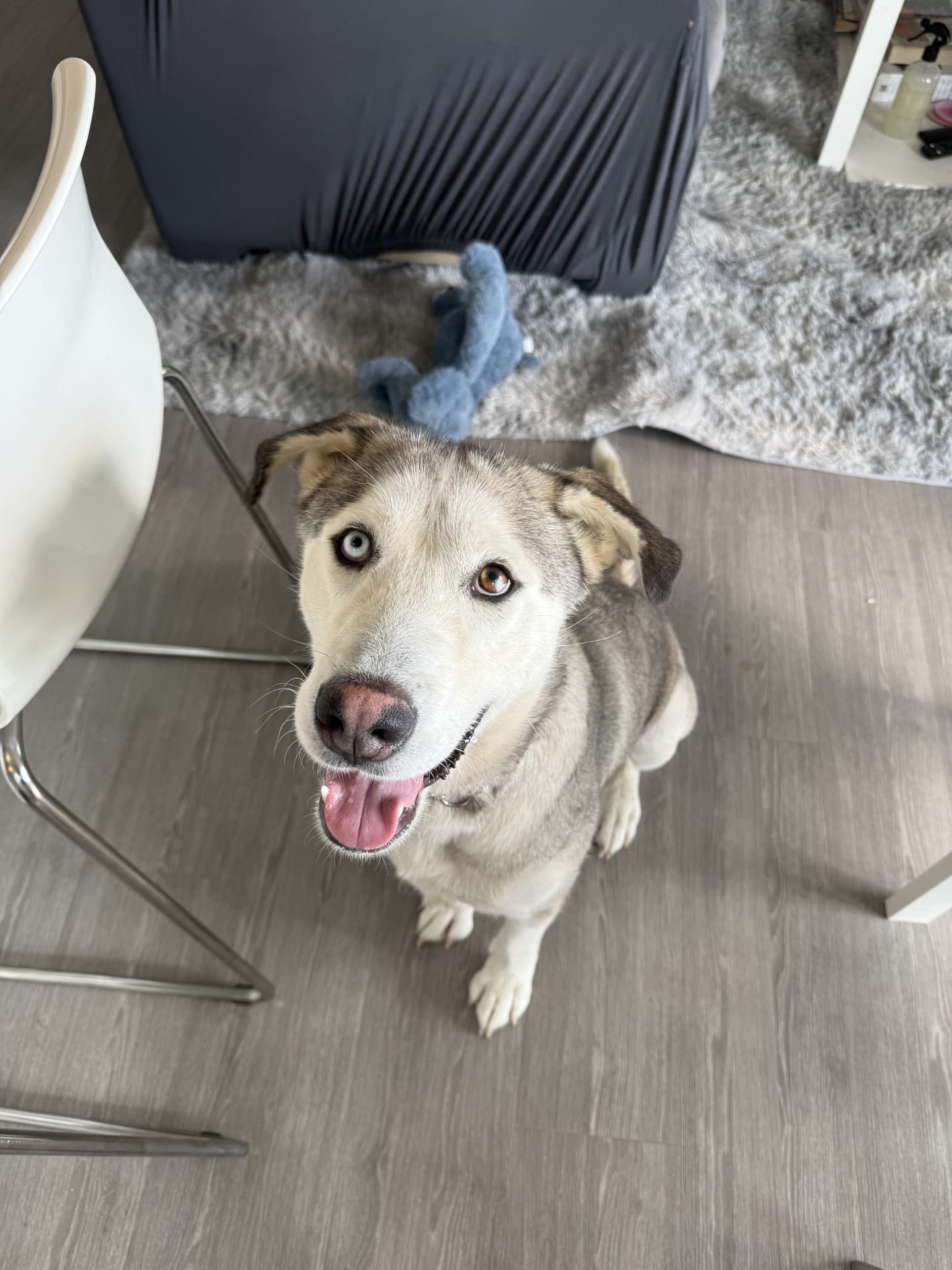 Hollandaise - Anatolian Shepherd/Husky Mix available for adoption