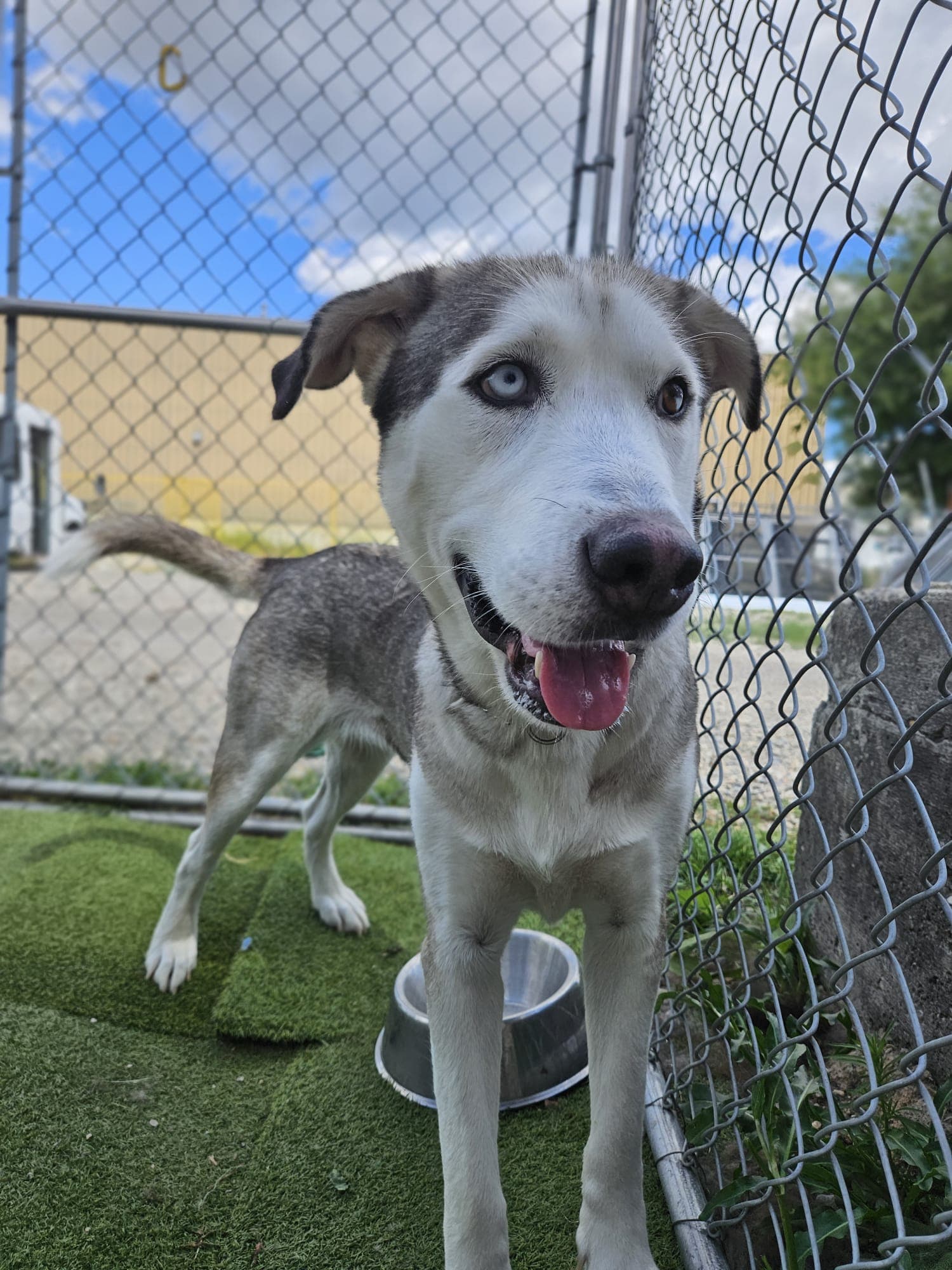Hollandaise - Anatolian Shepherd/Husky Mix available for adoption