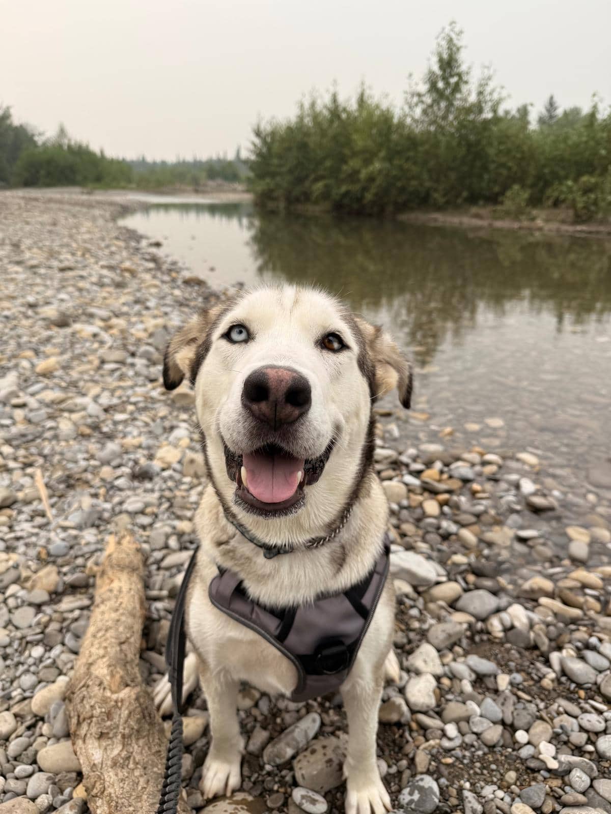 Hollandaise - Anatolian Shepherd/Husky Mix available for adoption