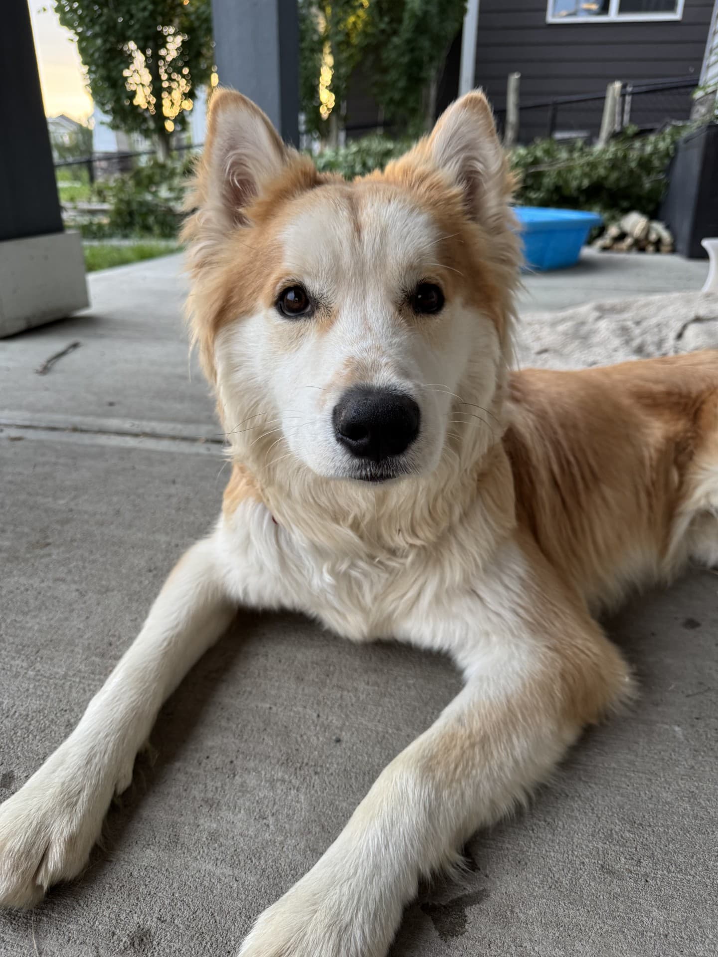 Borscht - Shiba Inu/Husky Mix available for adoption