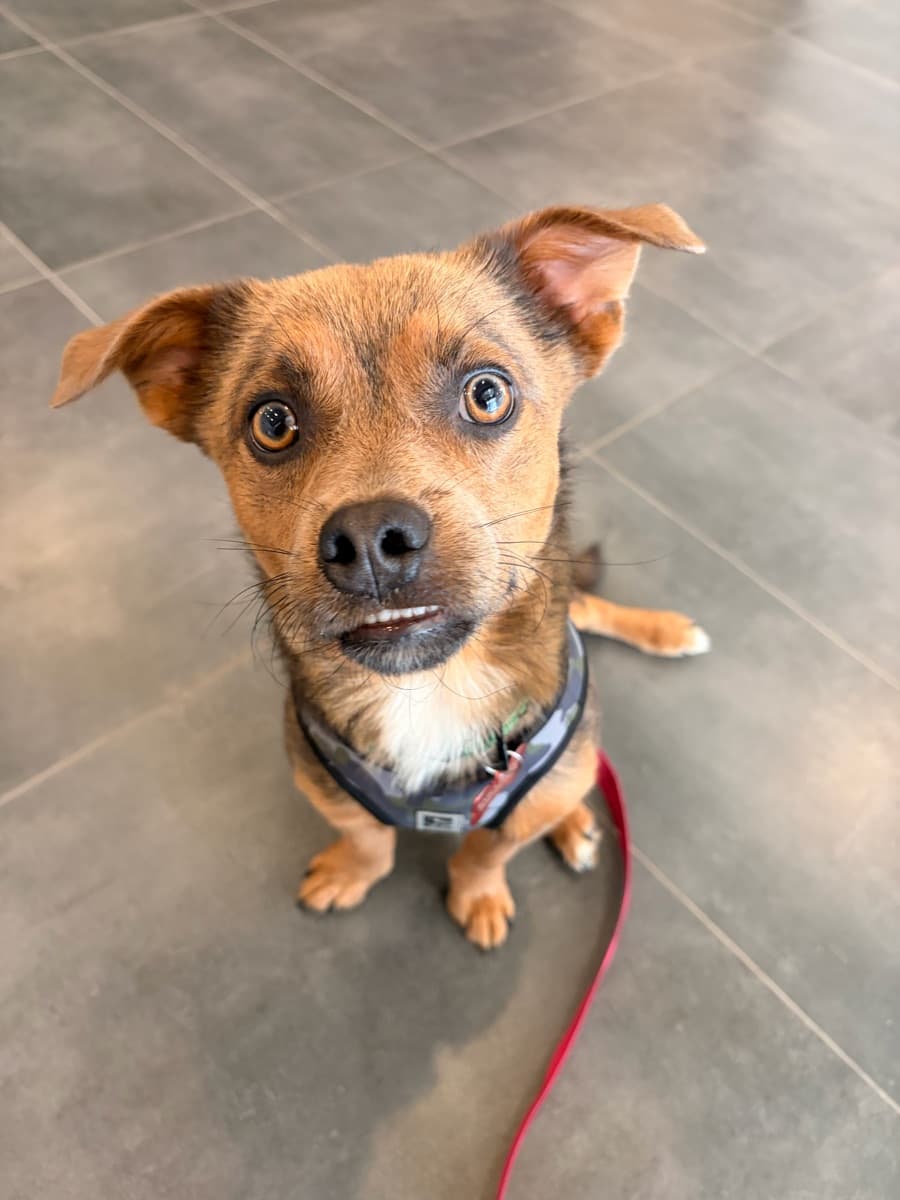 Gumbo - Dachshund Mix available for adoption
