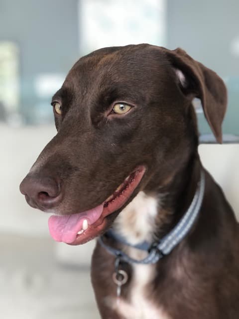 Green Goddess - Australian Shepherd Mix available for adoption