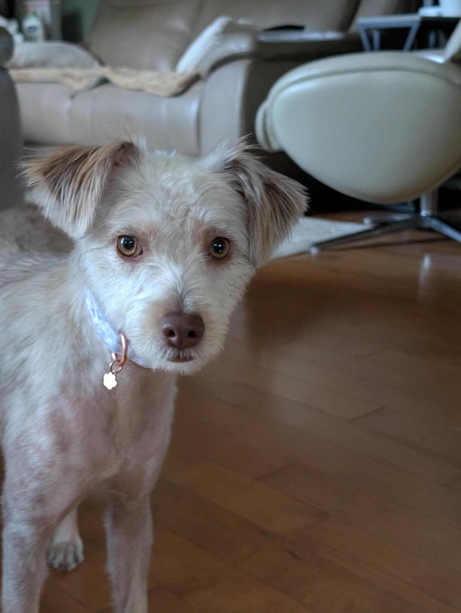 Aioli - Terrier Mix available for adoption