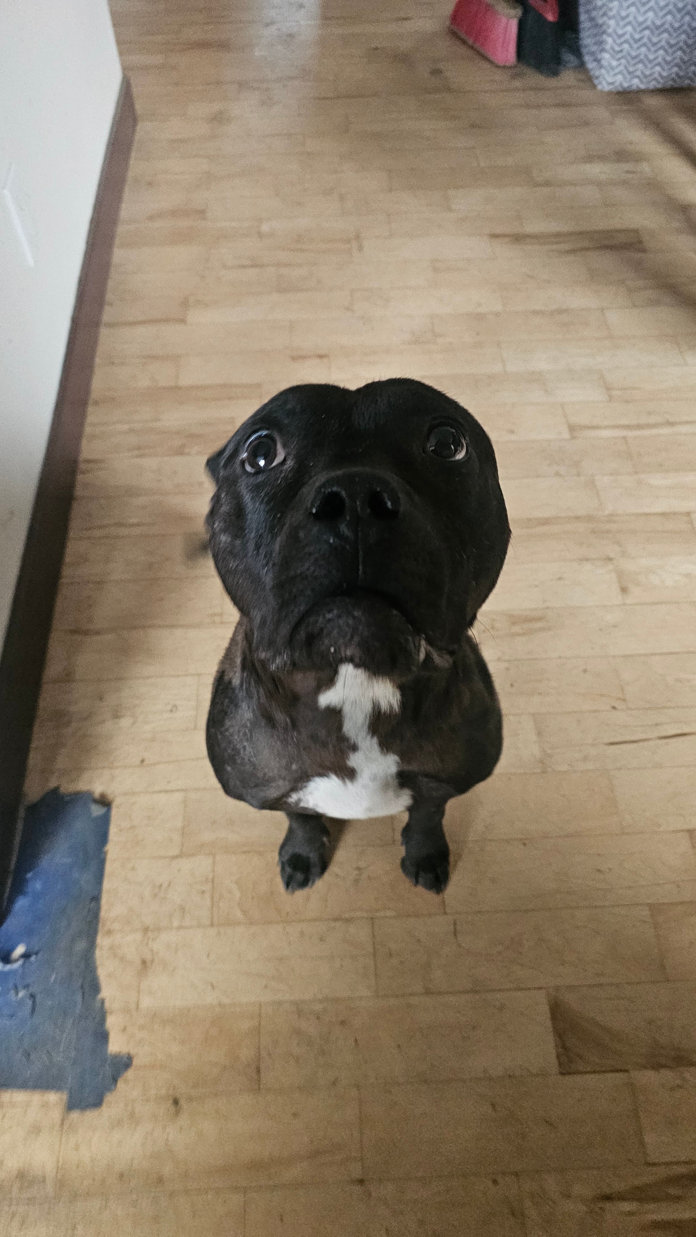 Nugget - Bully/Lab Mix available for adoption
