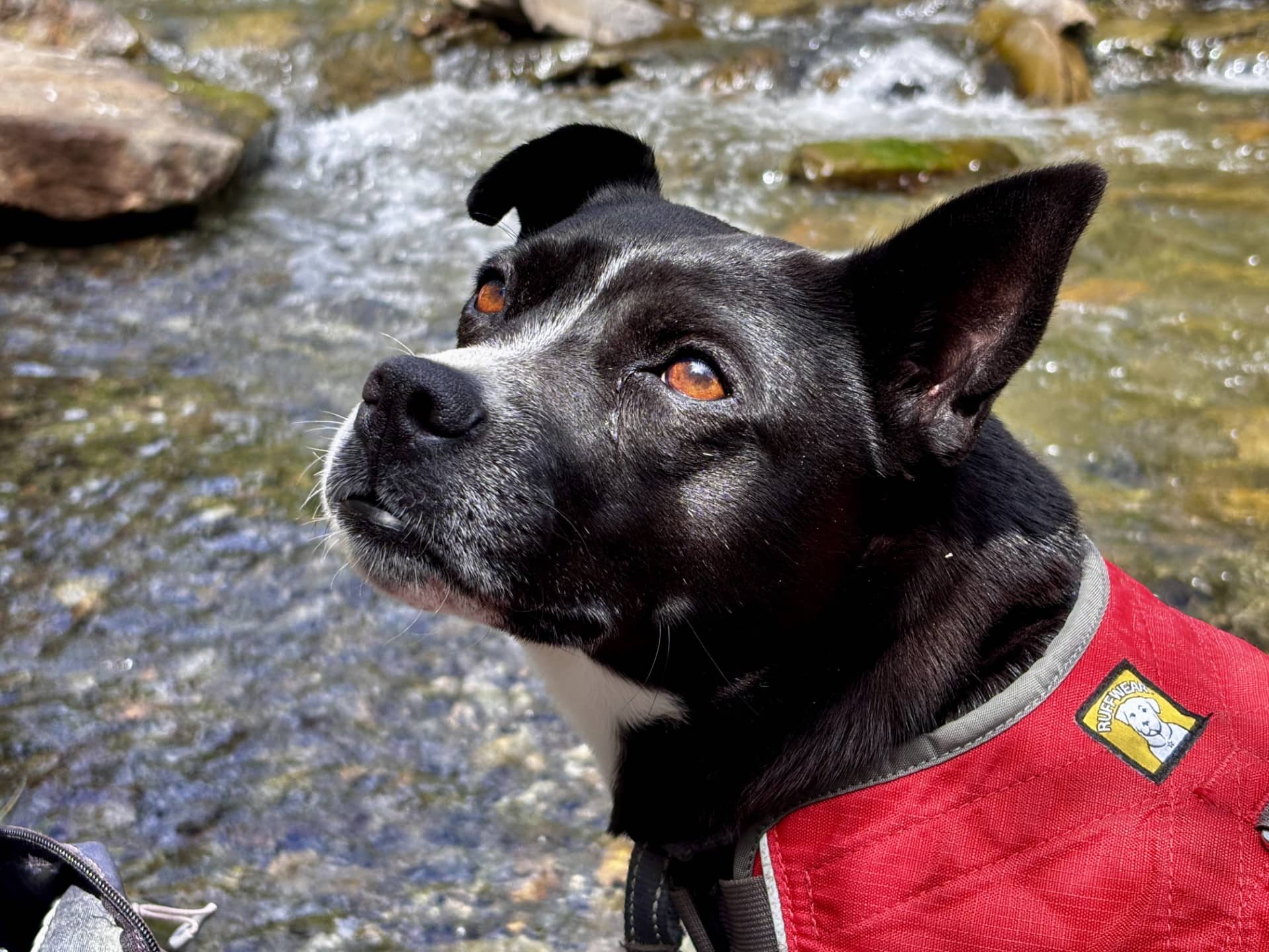 Soy - Pit Bull Terrier Mix available for adoption
