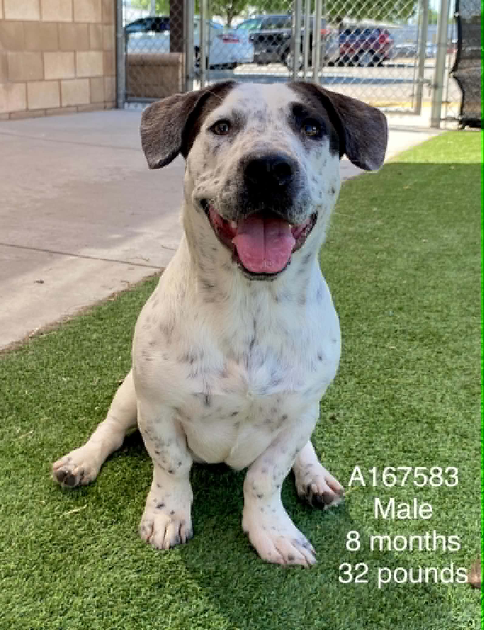 Chipotle - Pit Bull Terrier/Dachshund Mix available for adoption in Calgary