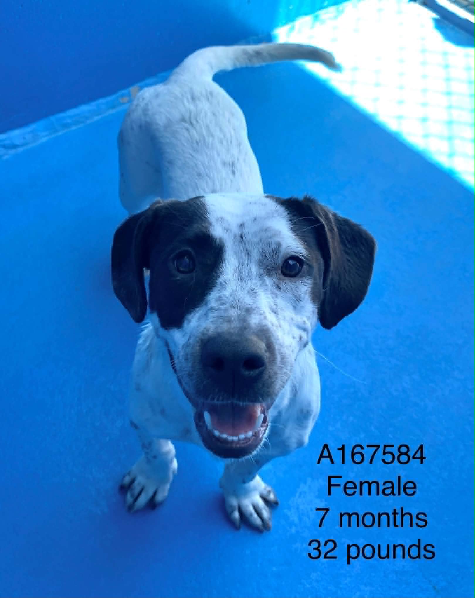 Cholula - Pit Bull Terrier/Dachshund Mix available for adoption in Calgary