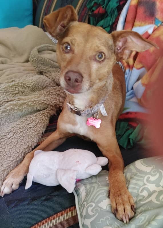 Coleslaw - Chihuahuar Mix available for adoption