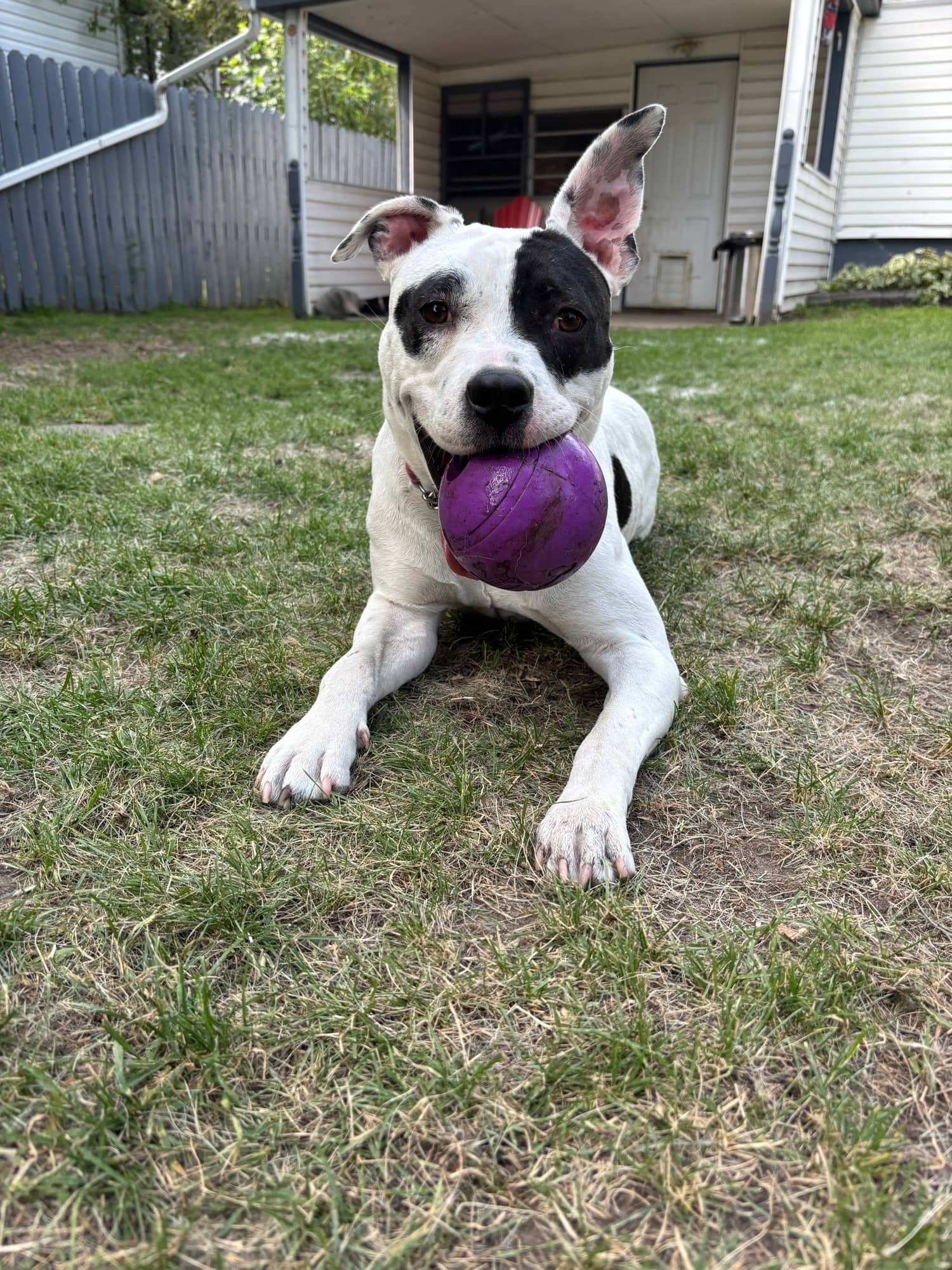 Tabitha - Pit Bull Terrier Mix available for adoption