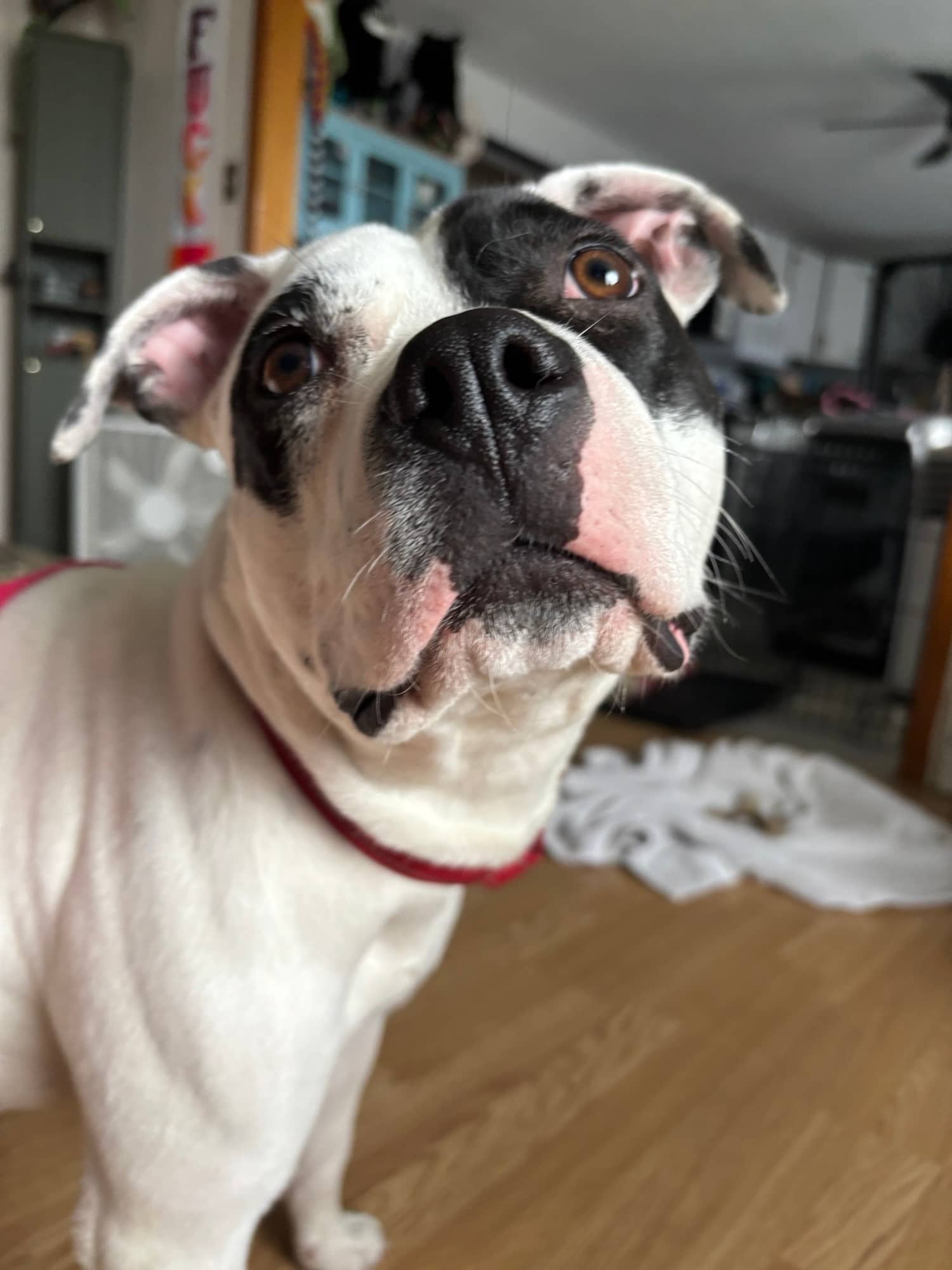 Tabitha - Pit Bull Terrier Mix available for adoption