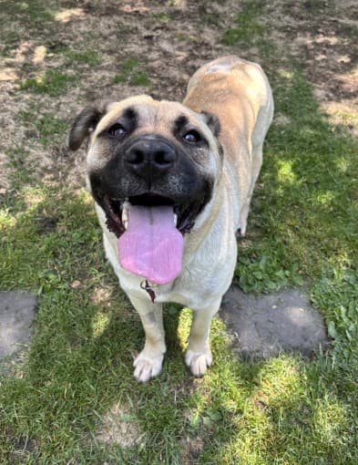 Kesha - Mastiff Mix available for adoption