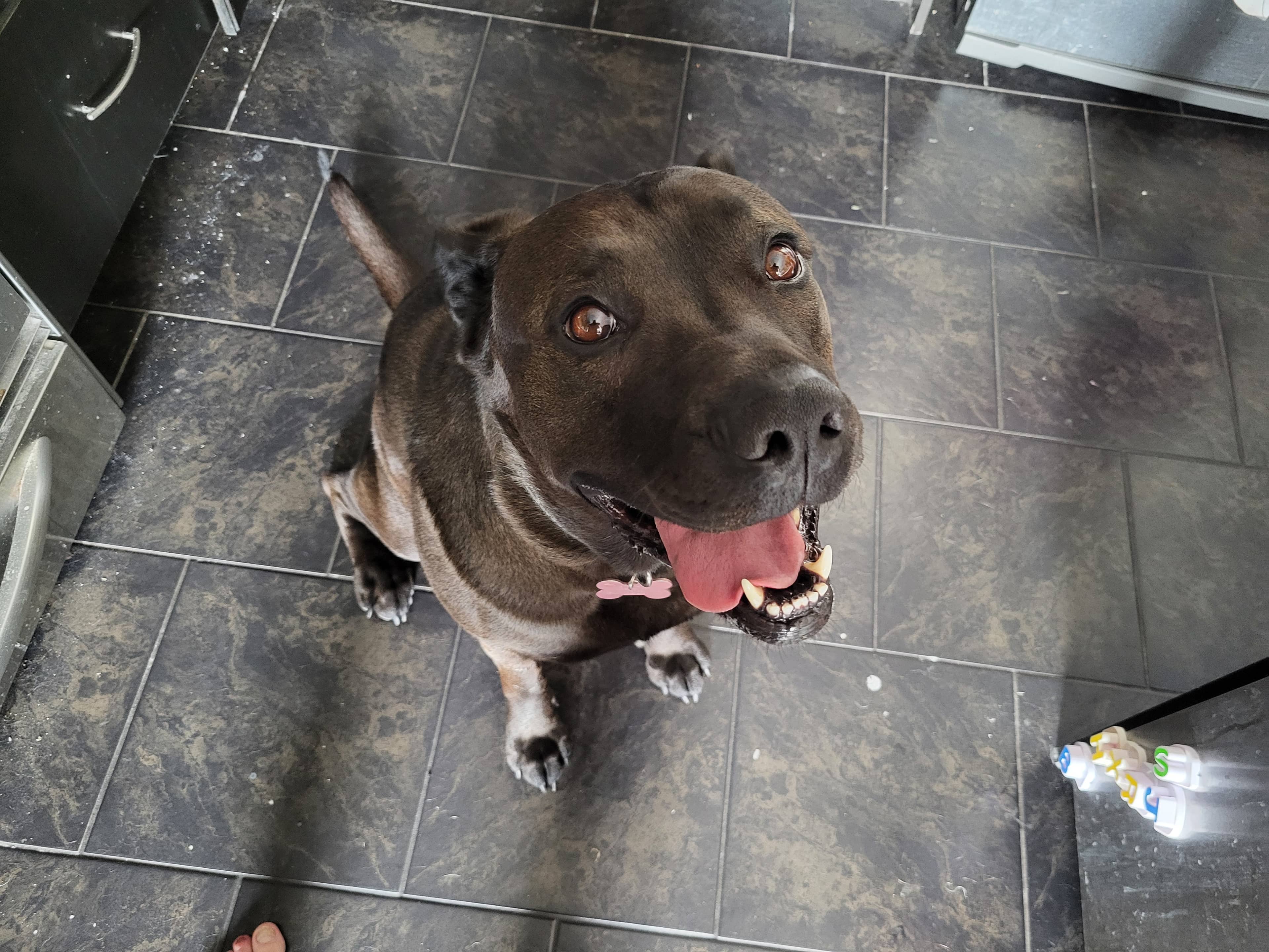 Booka - Cane Corso Mix available for adoption at BARCS Rescue in Calgary (1 of 6)