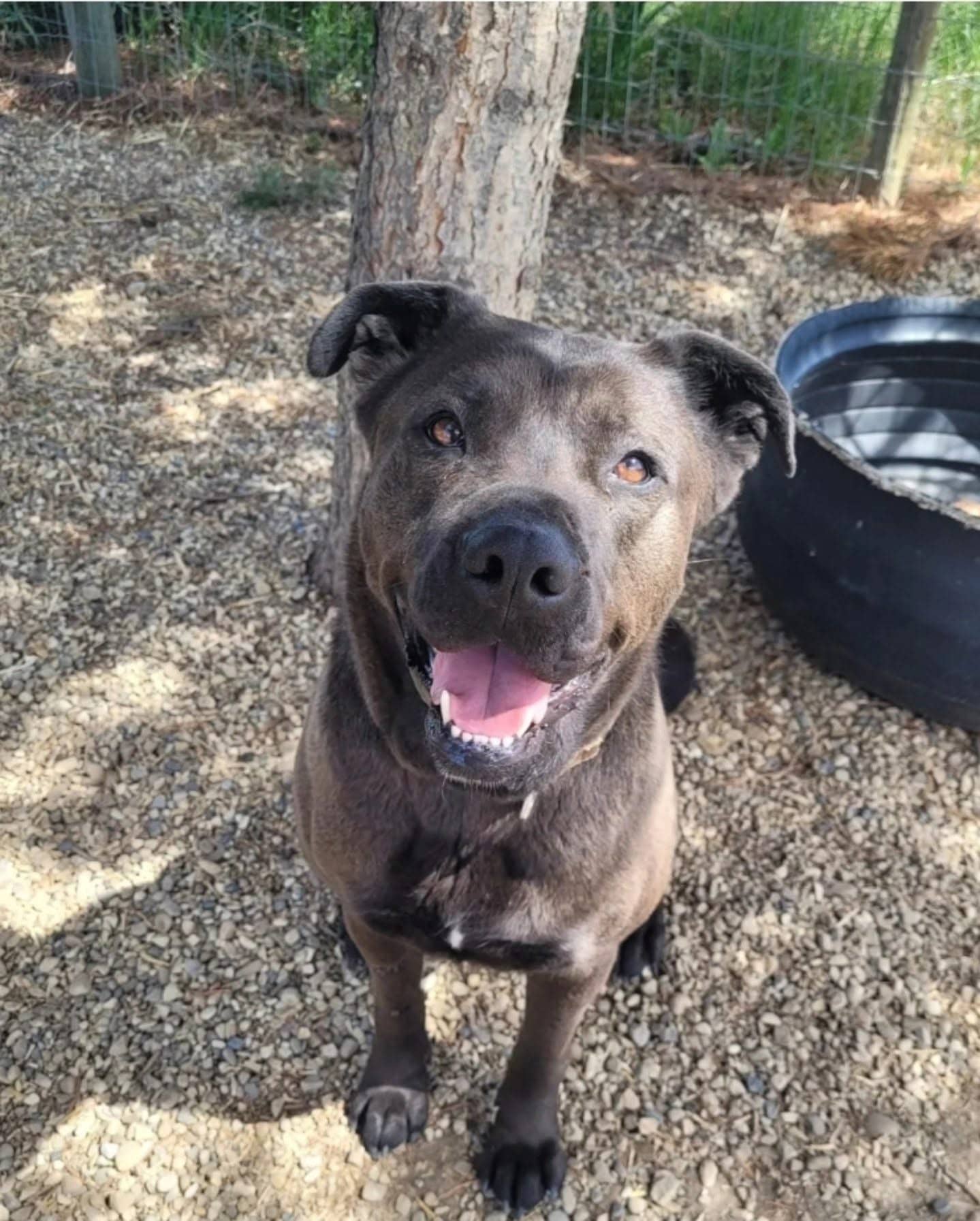 Booka - Cane Corso Mix available for adoption in Alberta