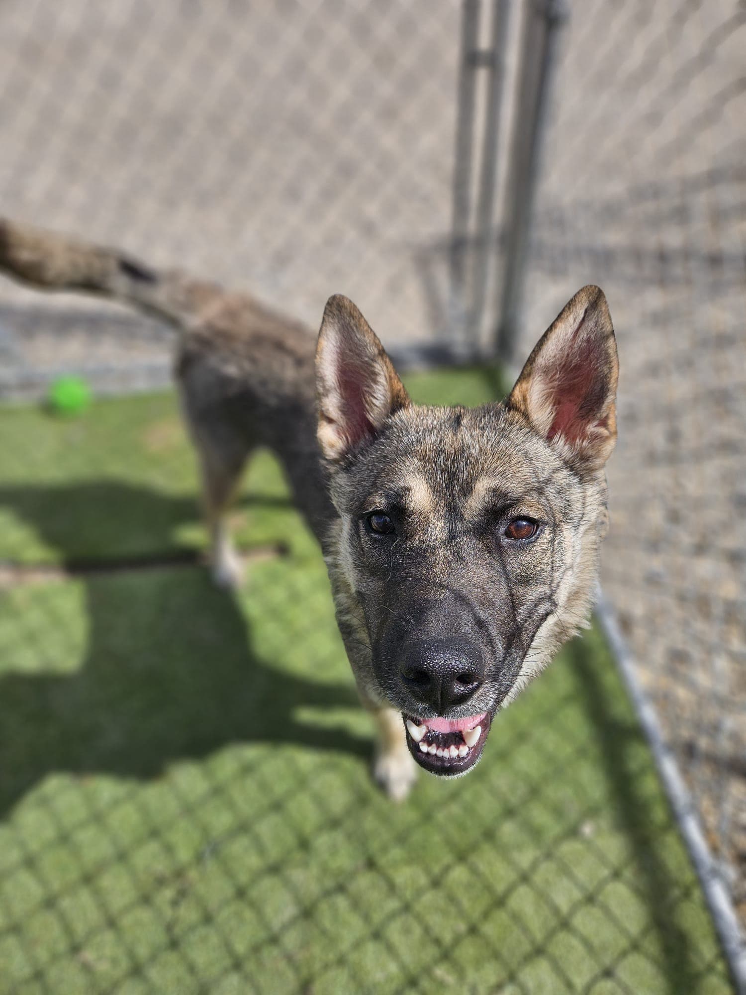 Alley - Shepherd/Husky Mix available for adoption in Alberta