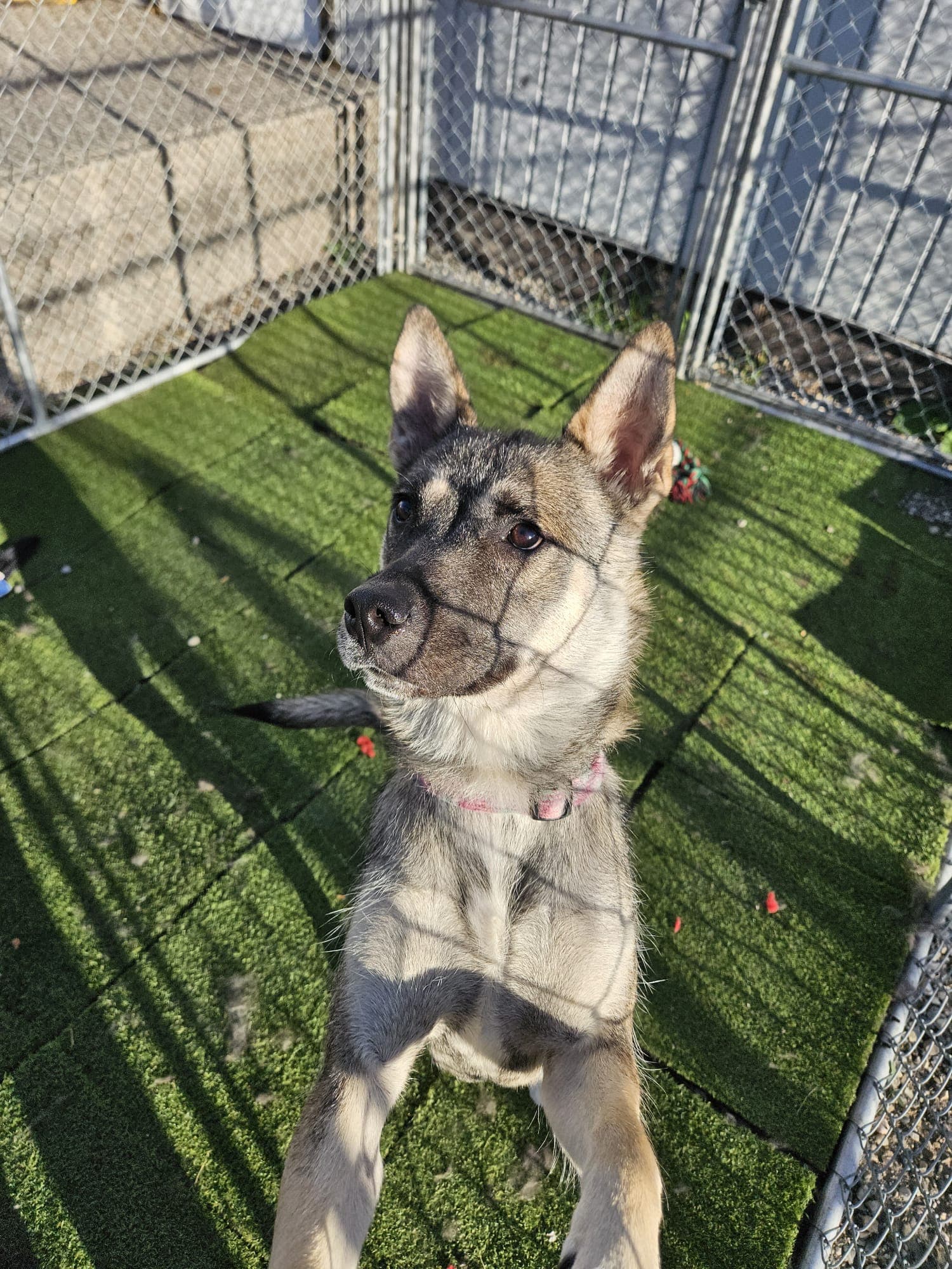 Alley - Shepherd/Husky Mix available for adoption