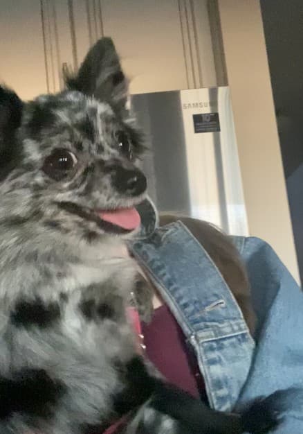 Shirley - Pomeranian Mix available for adoption