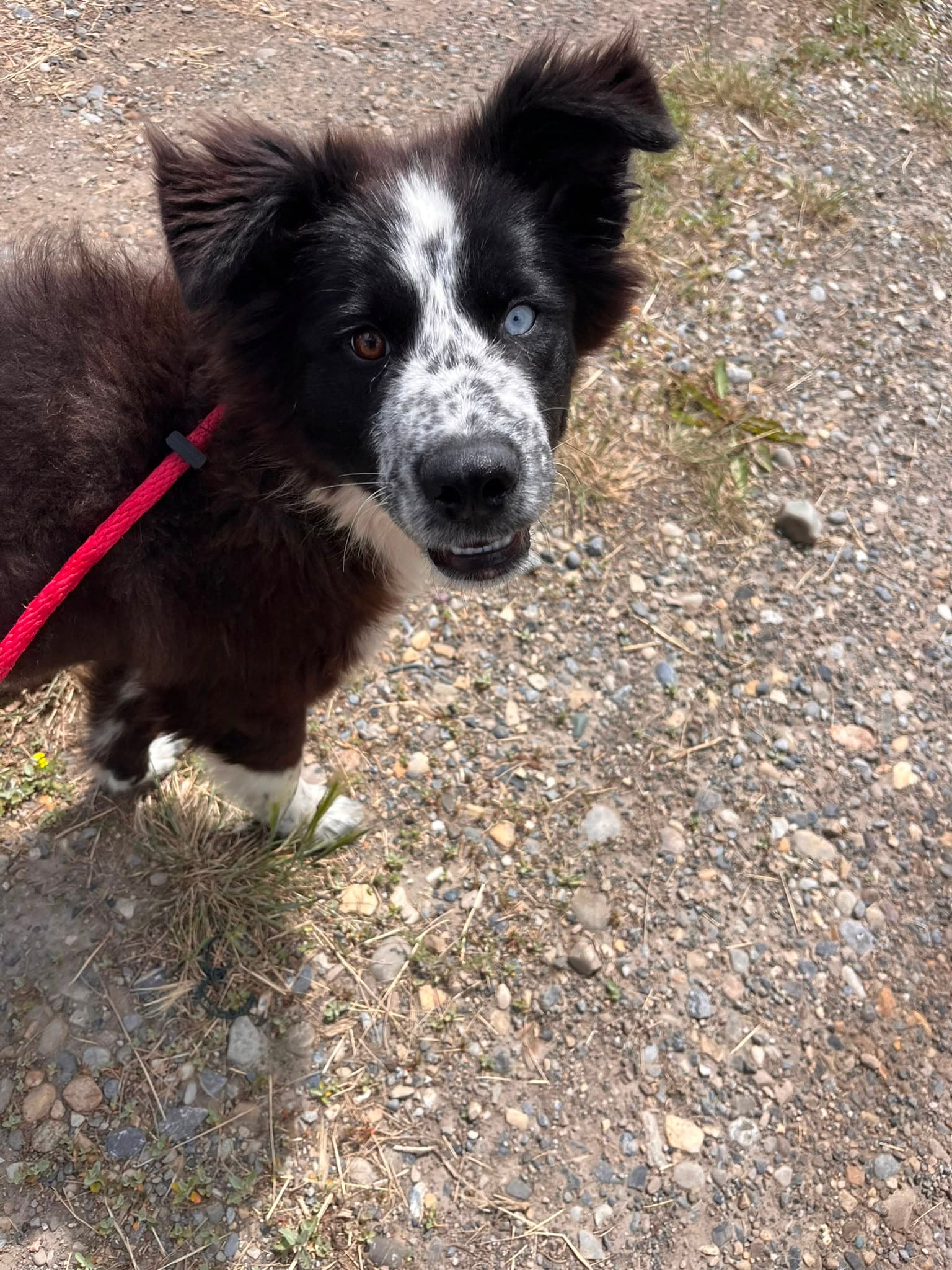 Amanda - Shepherd Mix available for adoption