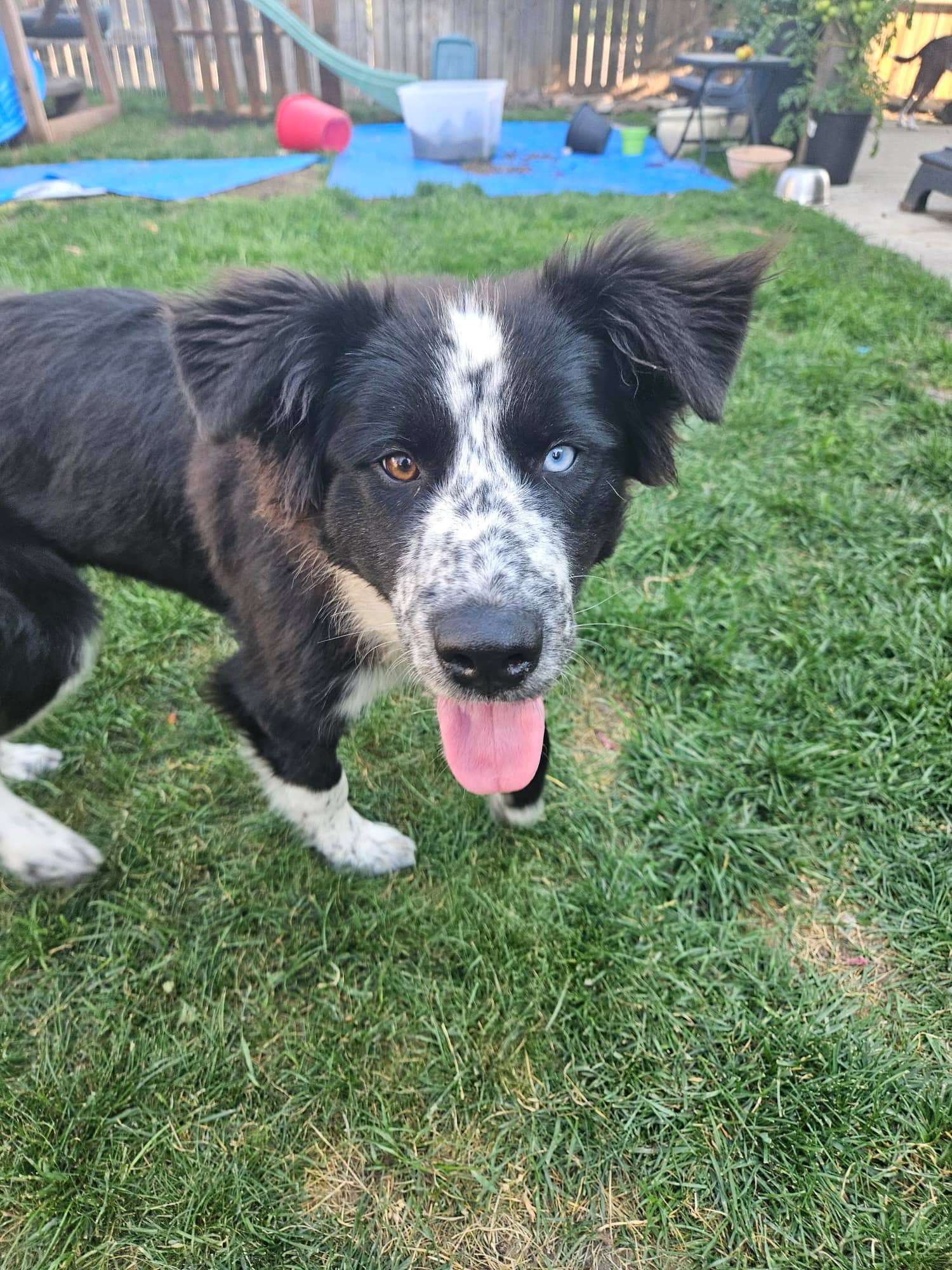 Amanda - Shepherd Mix available for adoption