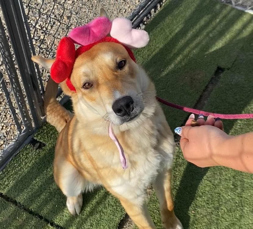 Winston - Shepherd Mix available for adoption in Calgary