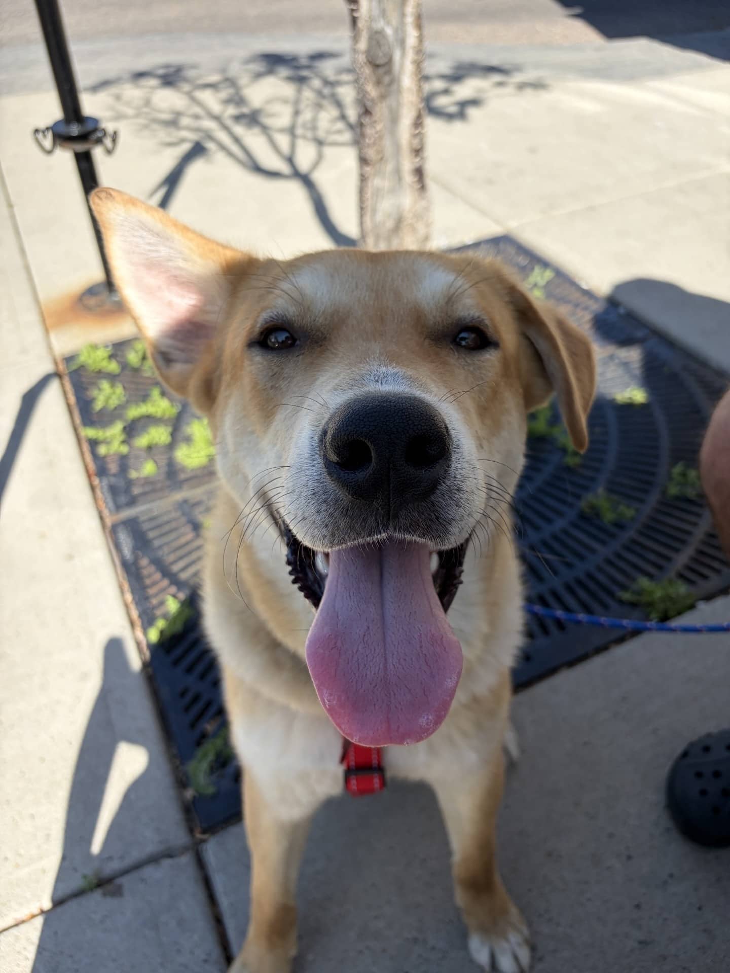 Winston - Shepherd Mix available for adoption