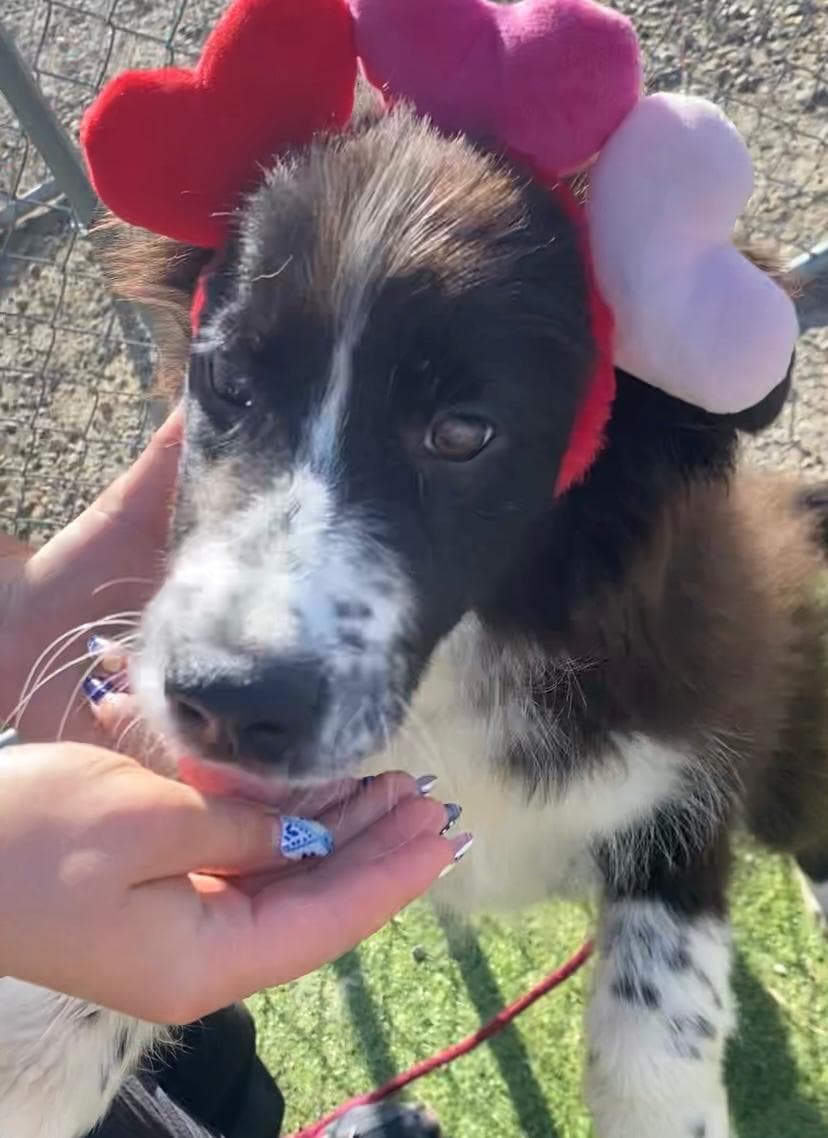 Jeff - Shepherd Mix available for adoption in Calgary