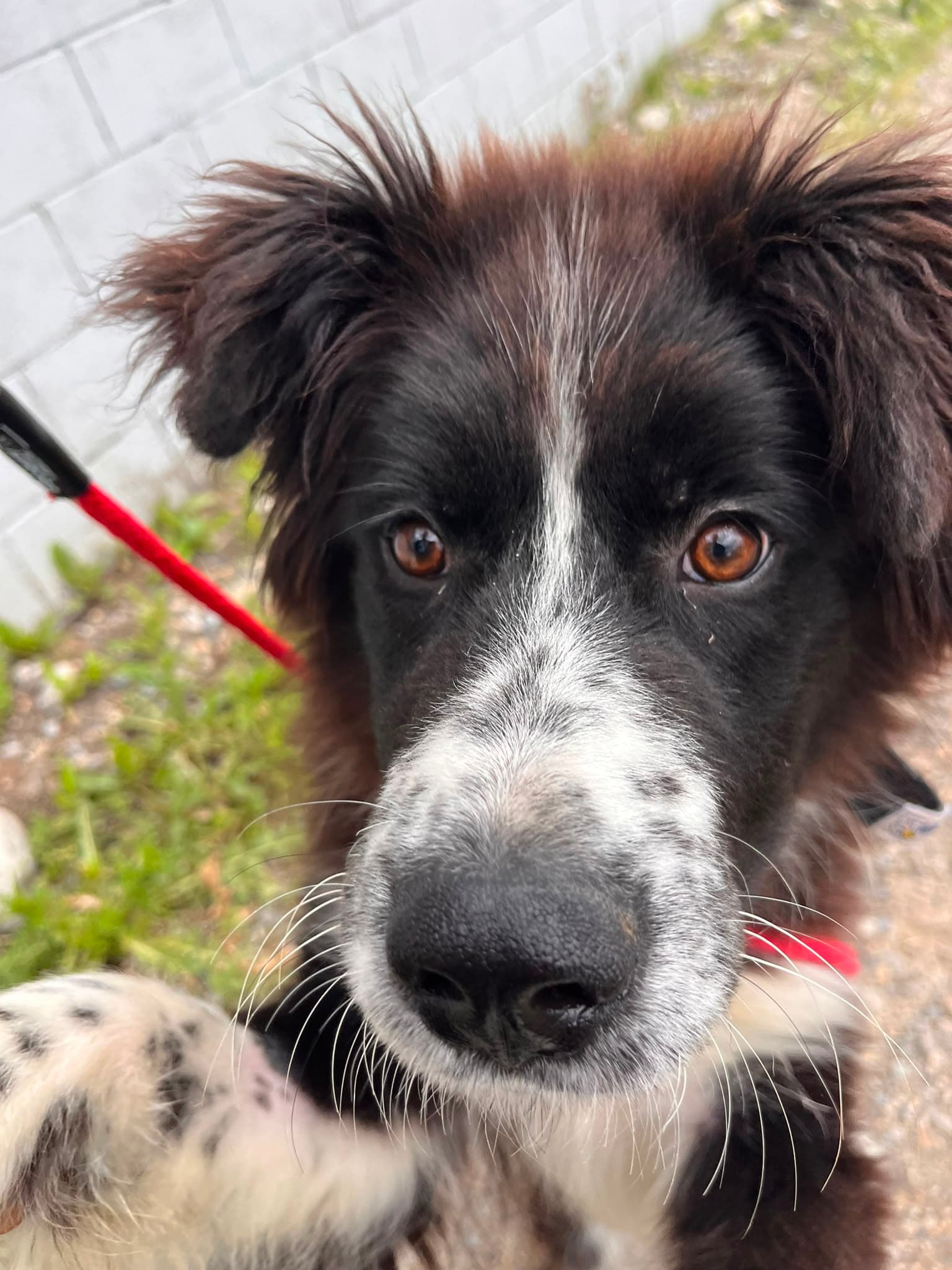Jeff - Shepherd Mix available for adoption