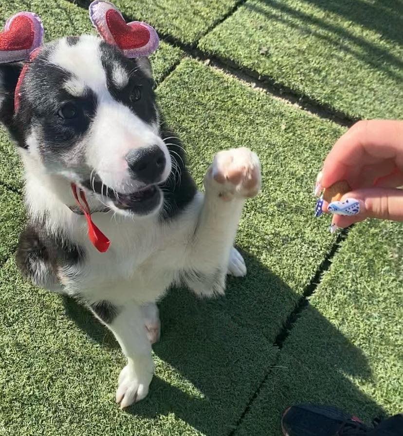 Josie - Shepherd Mix available for adoption in Calgary