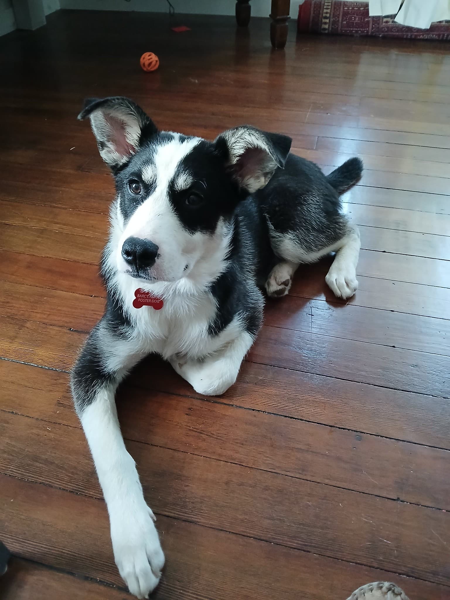 Josie - Shepherd Mix available for adoption